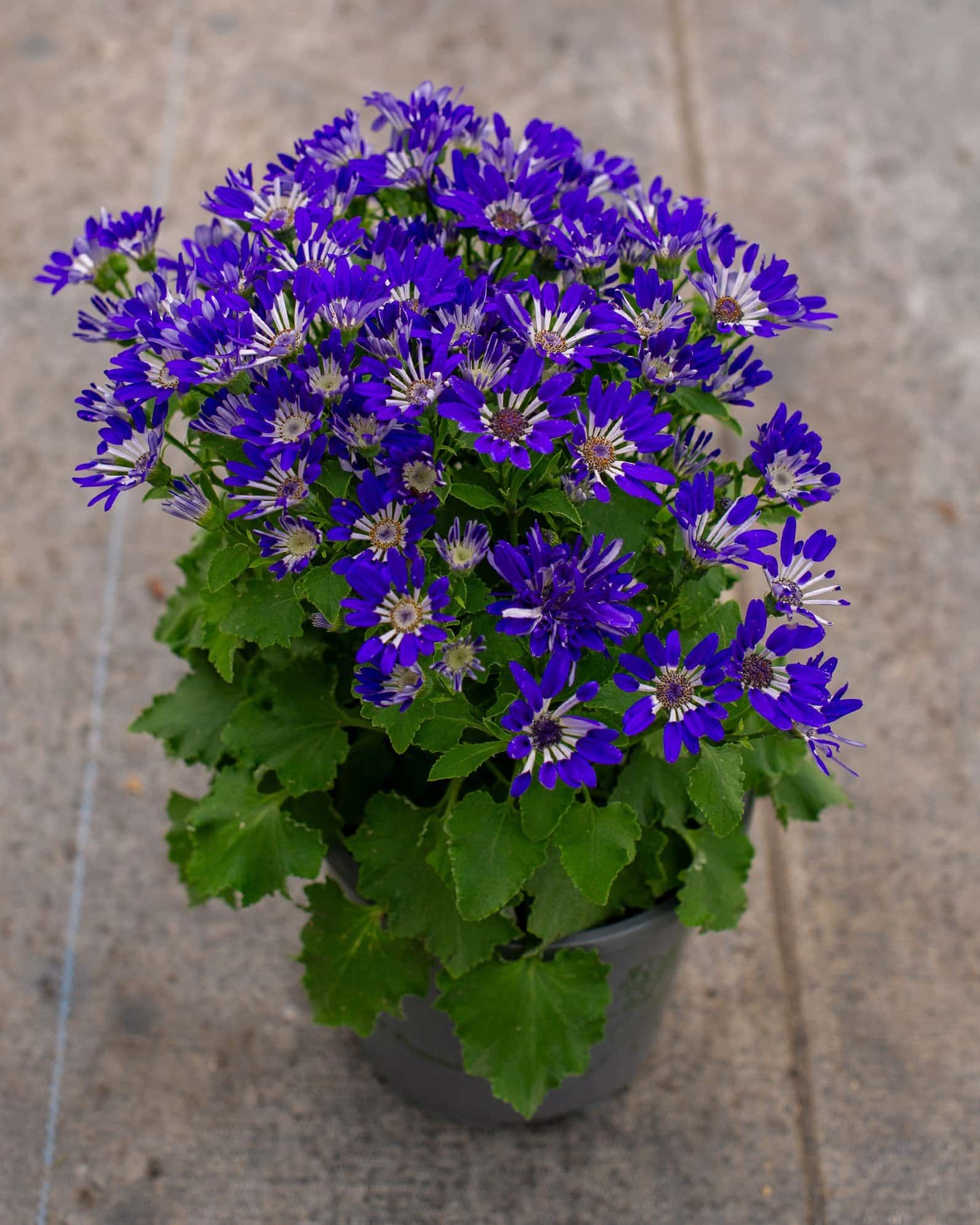 Senetti Blue Spoon Pericallis - Image 4