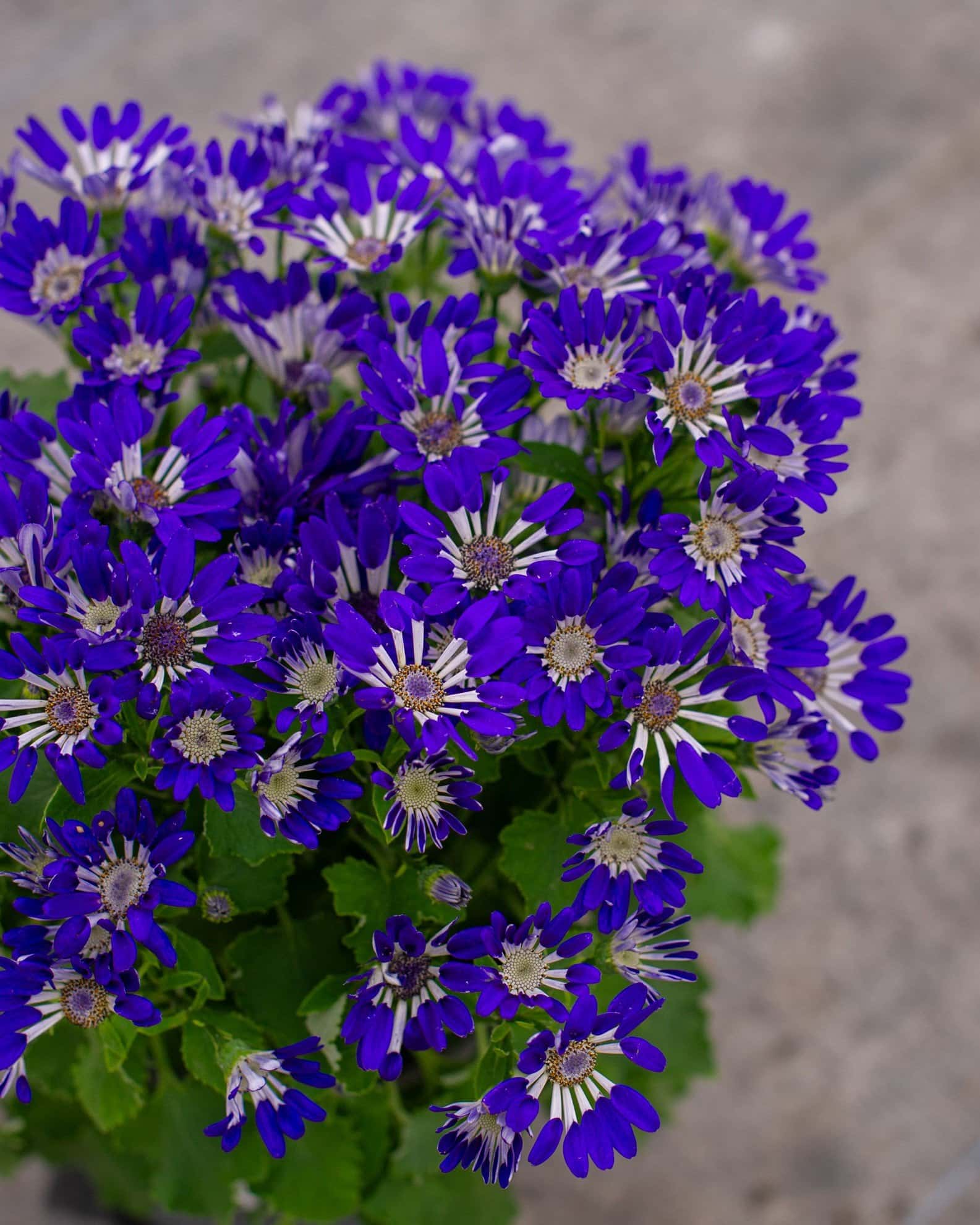 Senetti Blue Spoon Pericallis - Image 6