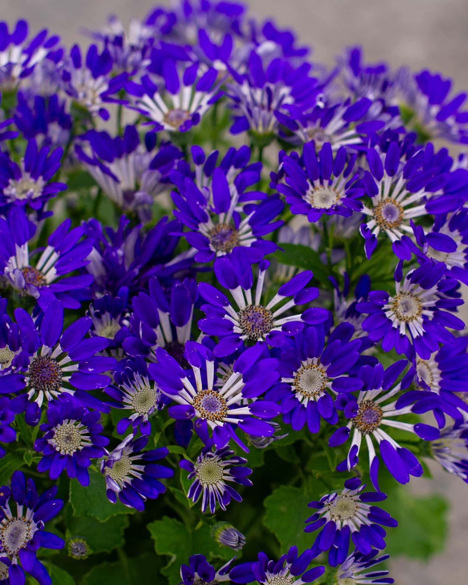 Senetti Blue Spoon Pericallis - Image 7