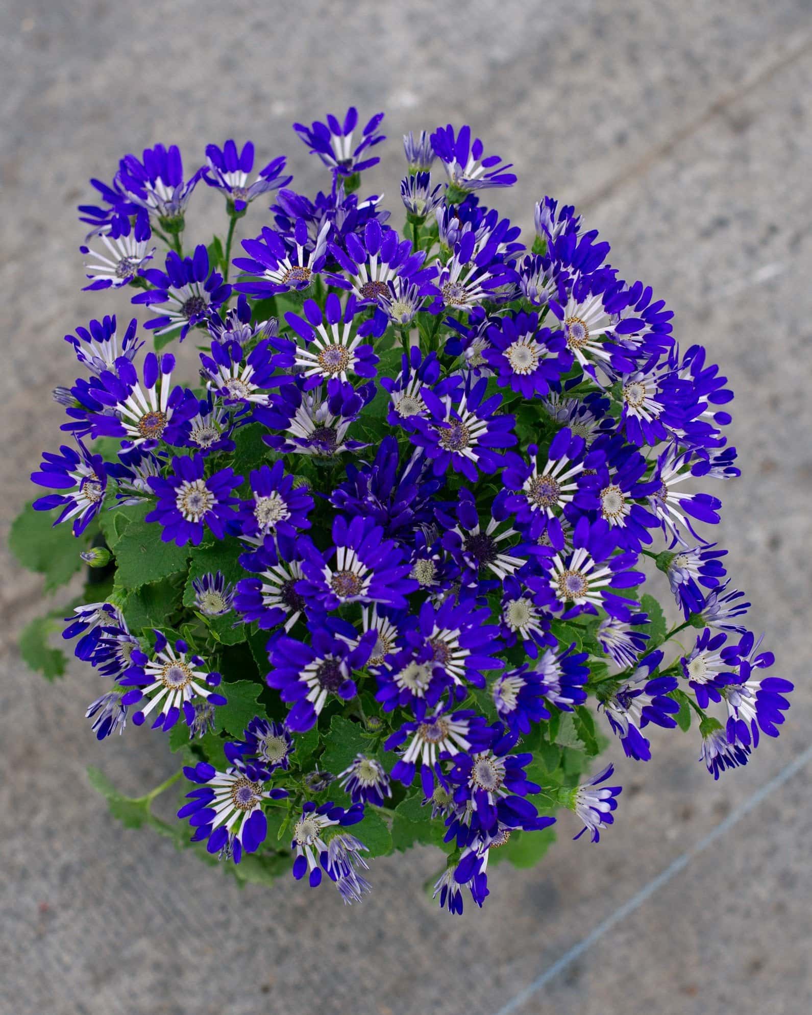 Senetti Blue Spoon Pericallis - Image 5