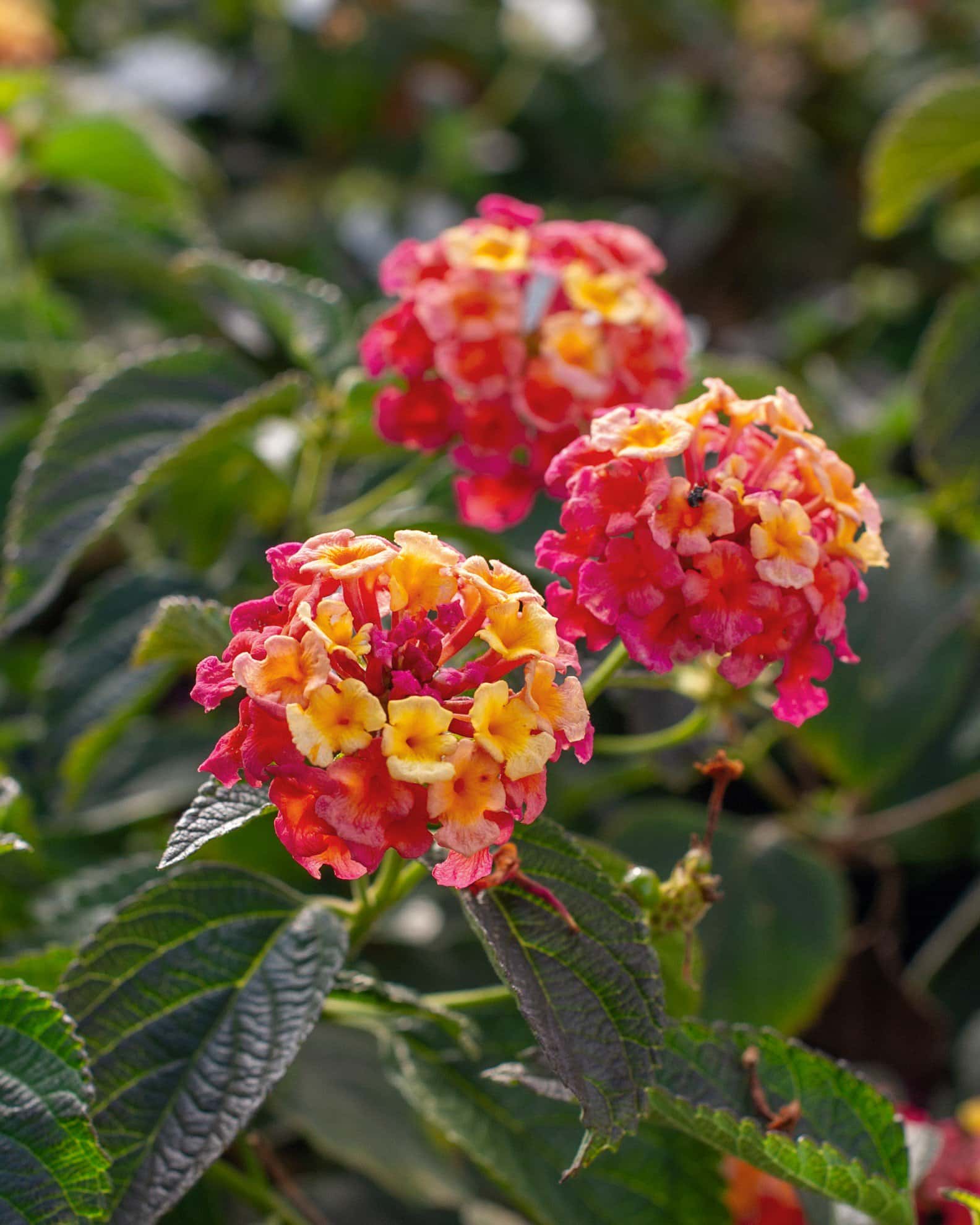 Irene Lantana - Main Image