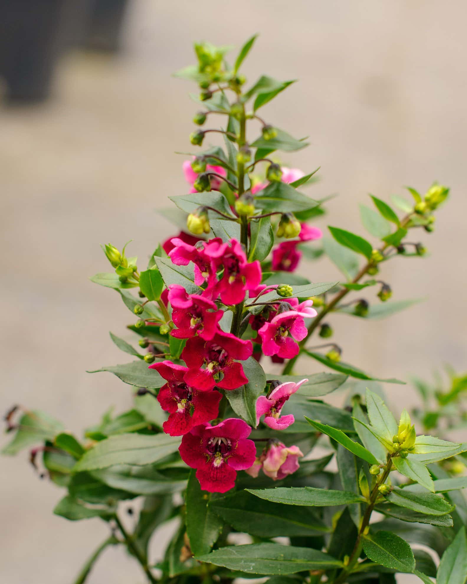 Archangel Ruby Sangria Angelonia - Image 1