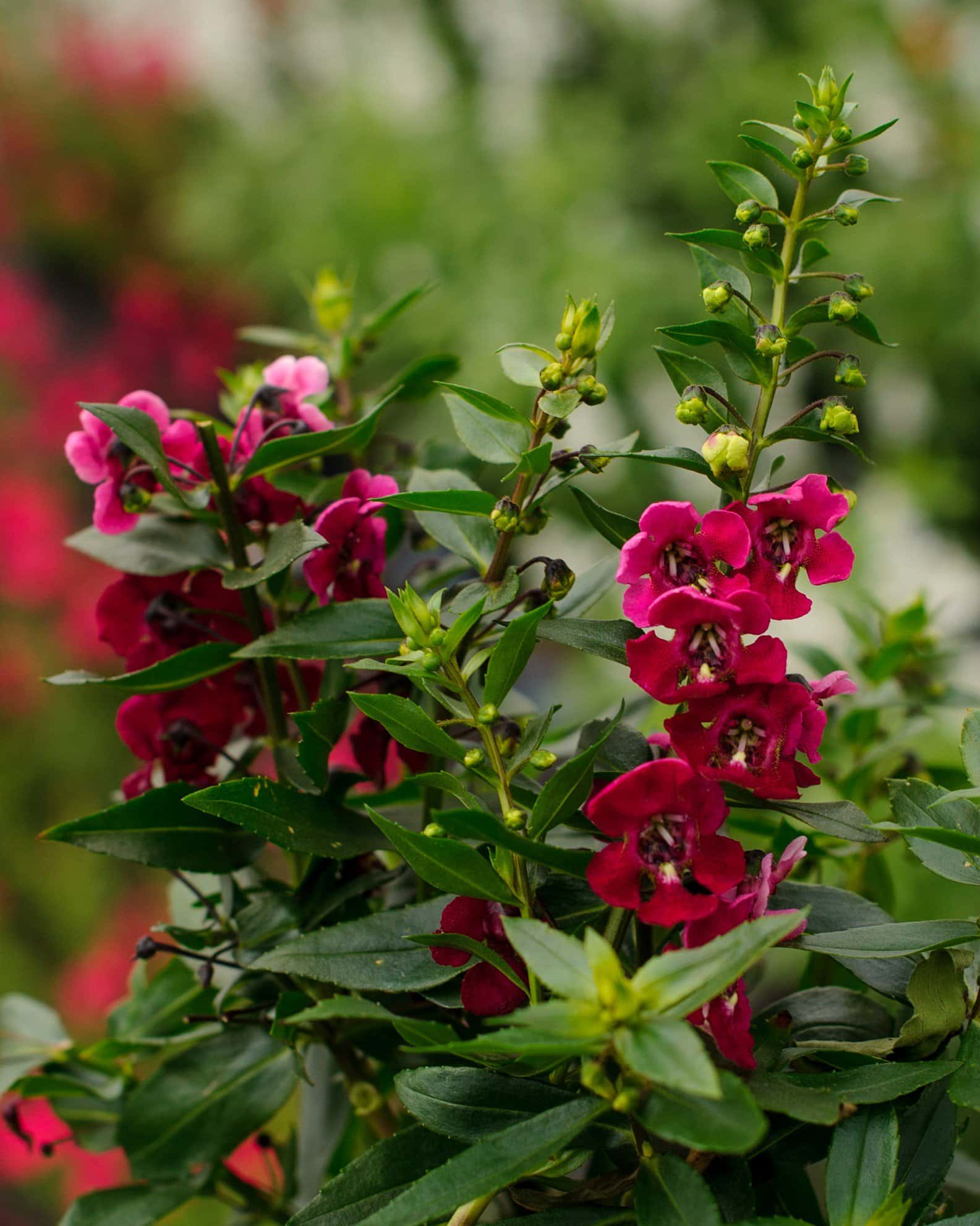 Archangel Ruby Sangria Angelonia - Image 2