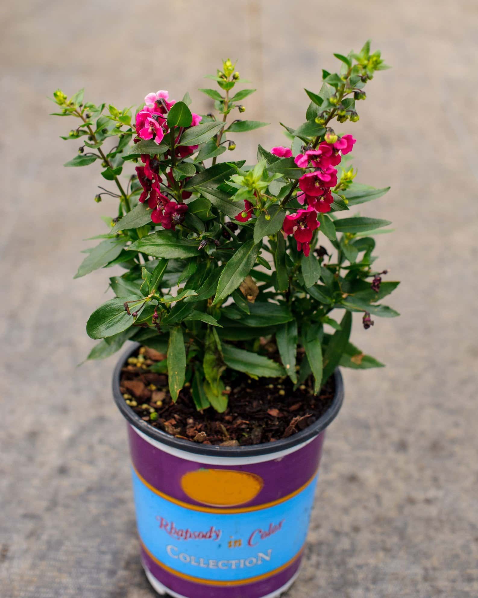 Archangel Ruby Sangria Angelonia - Image 3