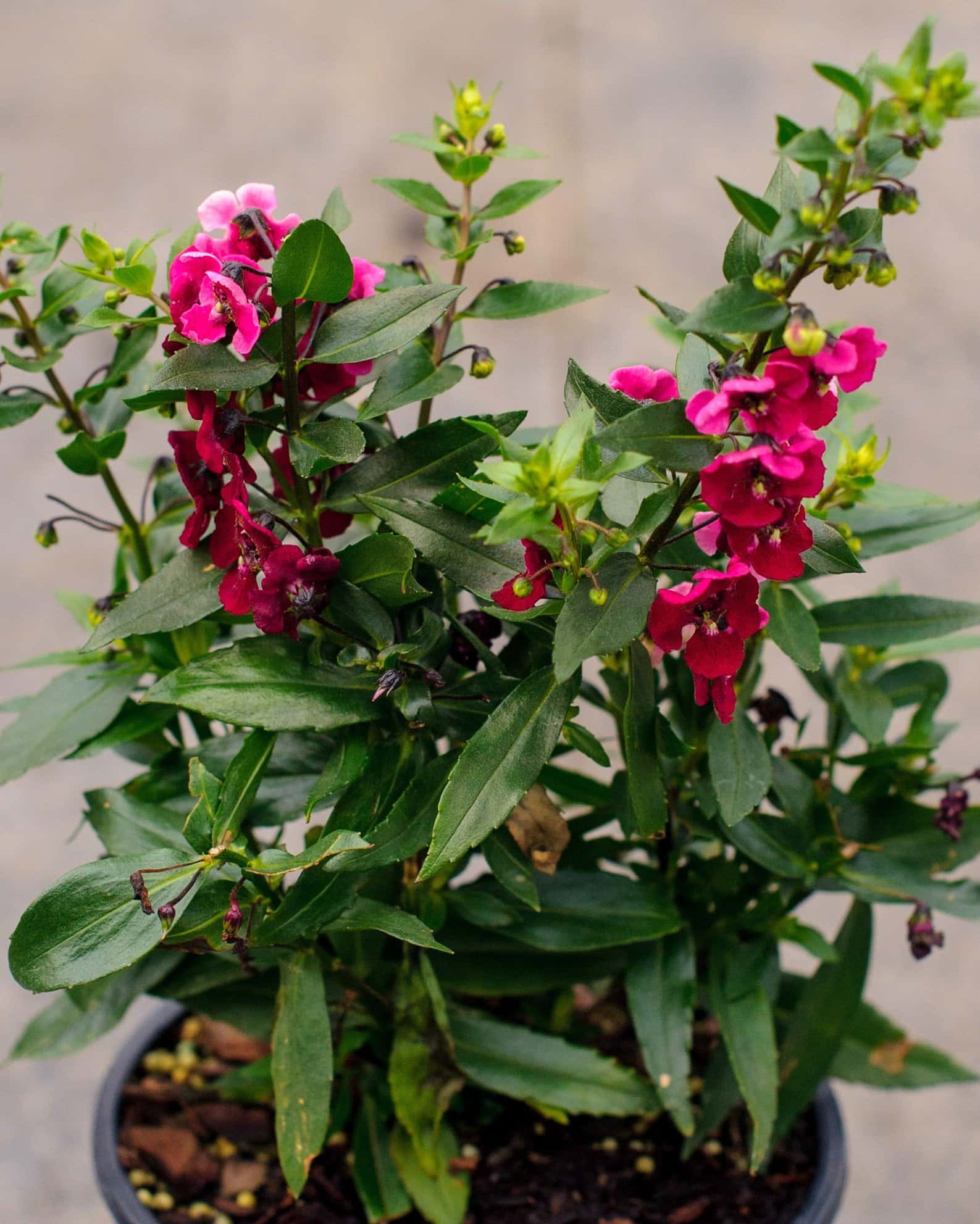 Archangel Ruby Sangria Angelonia - Main Image