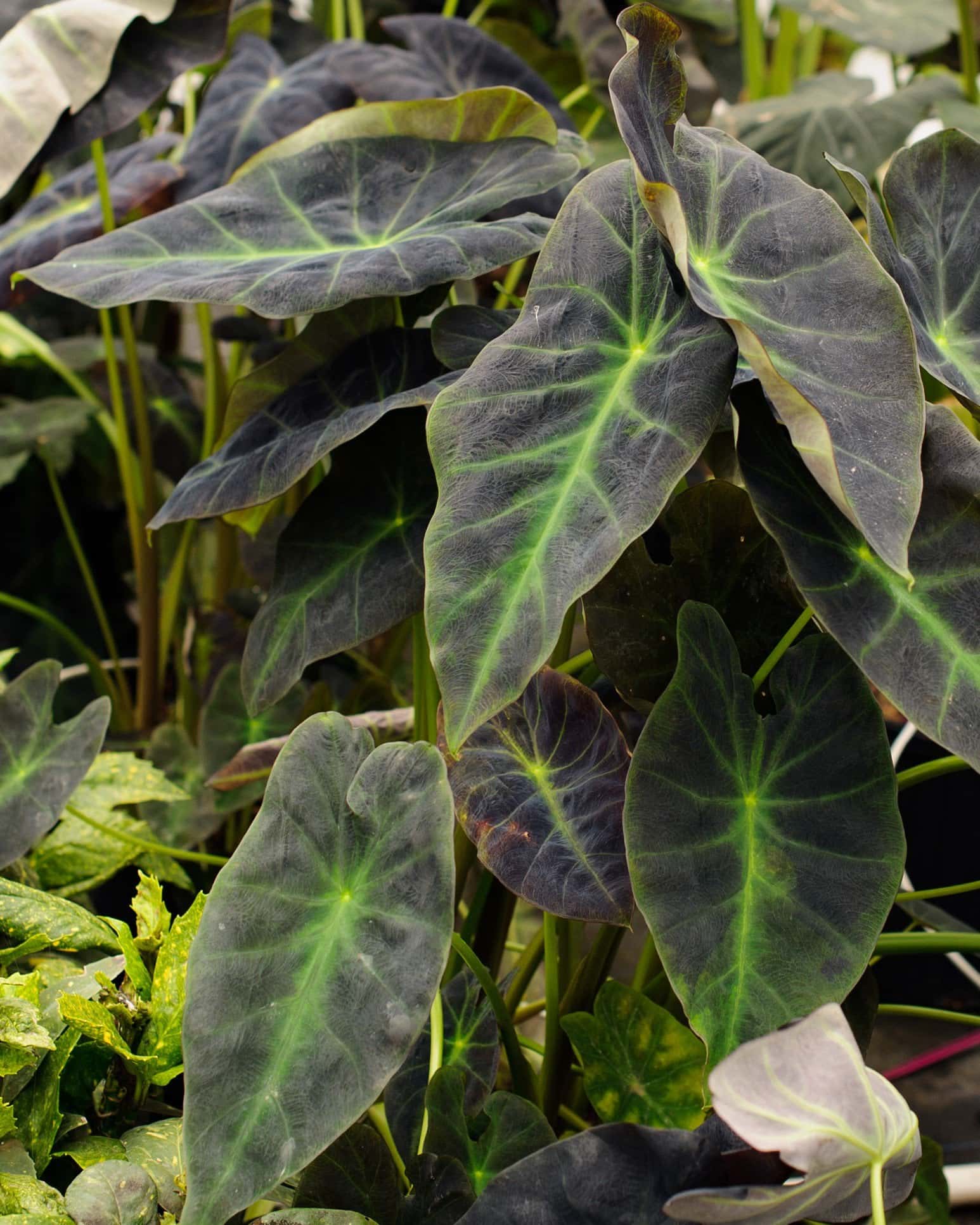 Black Beauty Elephant Ear - Main Image