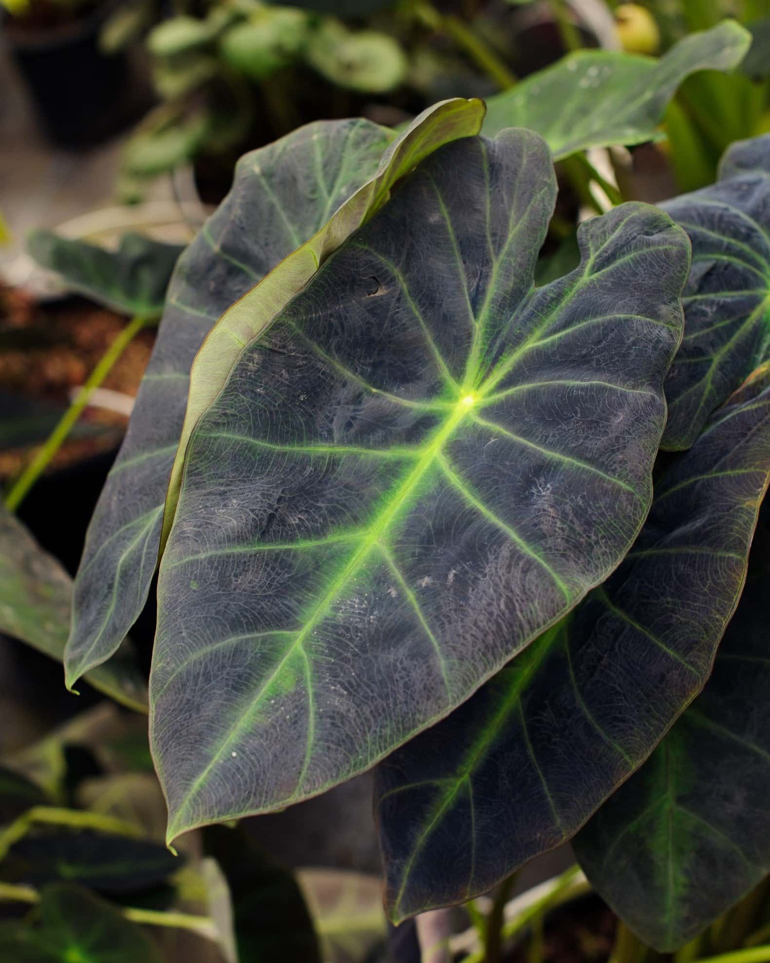 Black Beauty Elephant Ear - Image 1