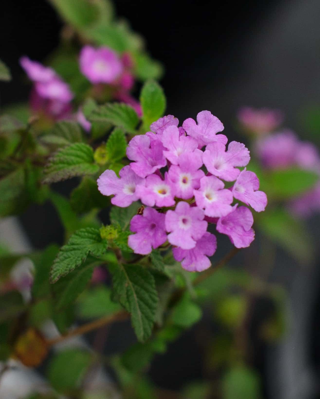 Super Purple Trailing Lantana - Main Image
