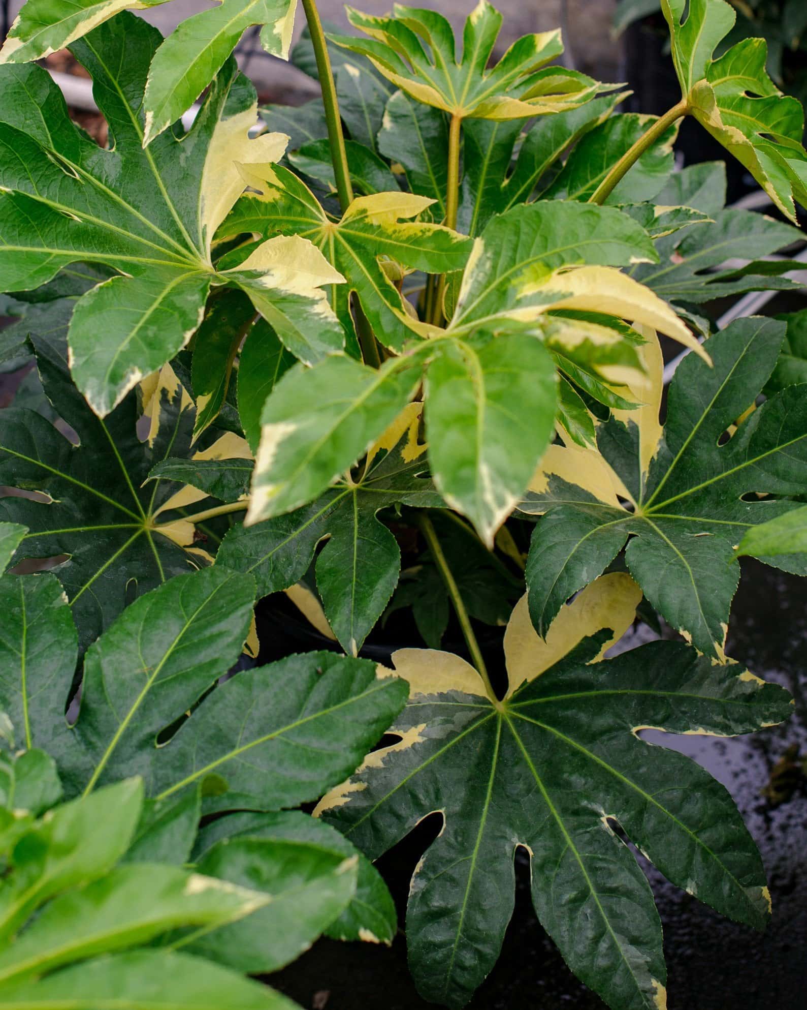 Variegated Japanese Aralia - Main Image