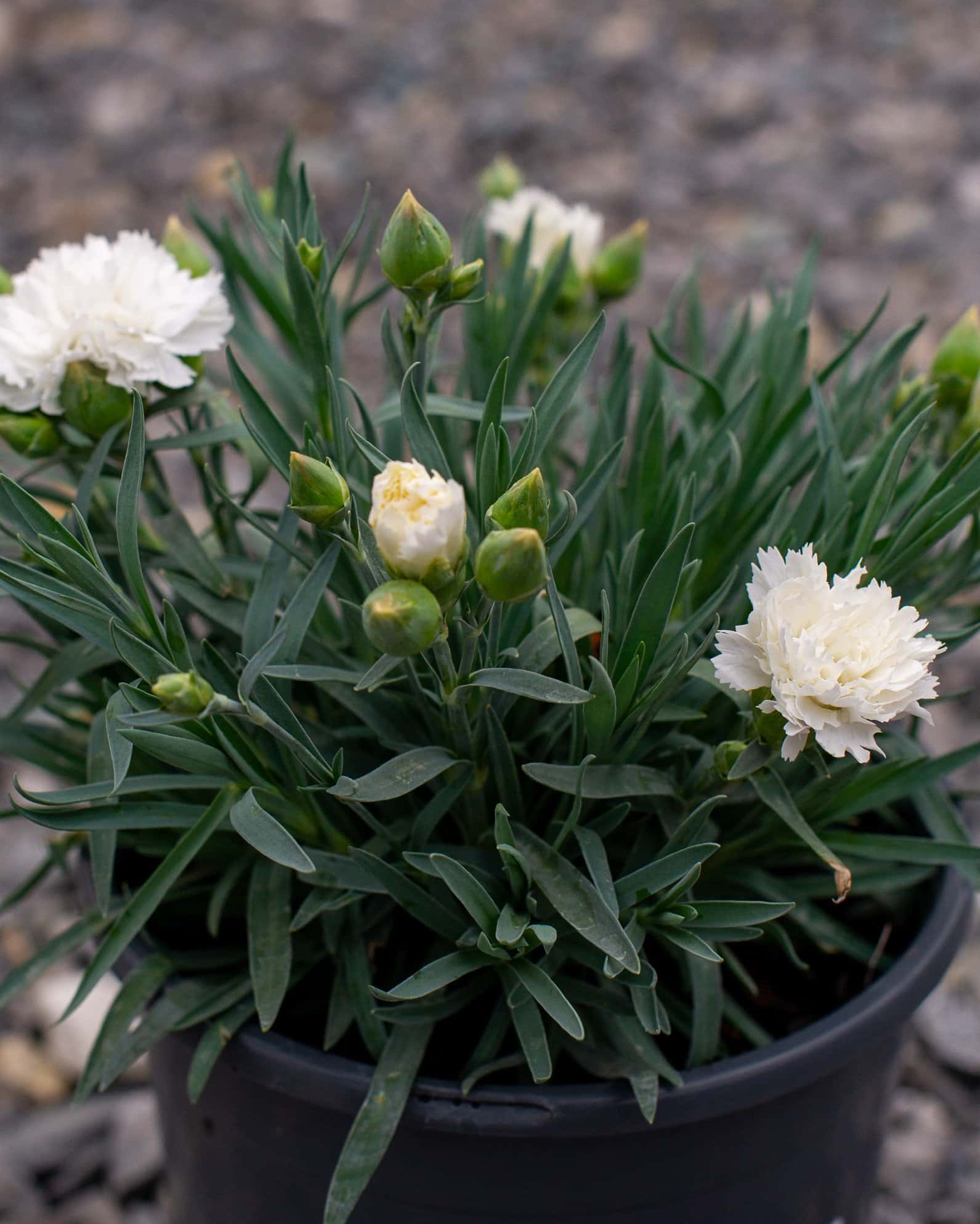 Vivacia White Dianthus - Main Image