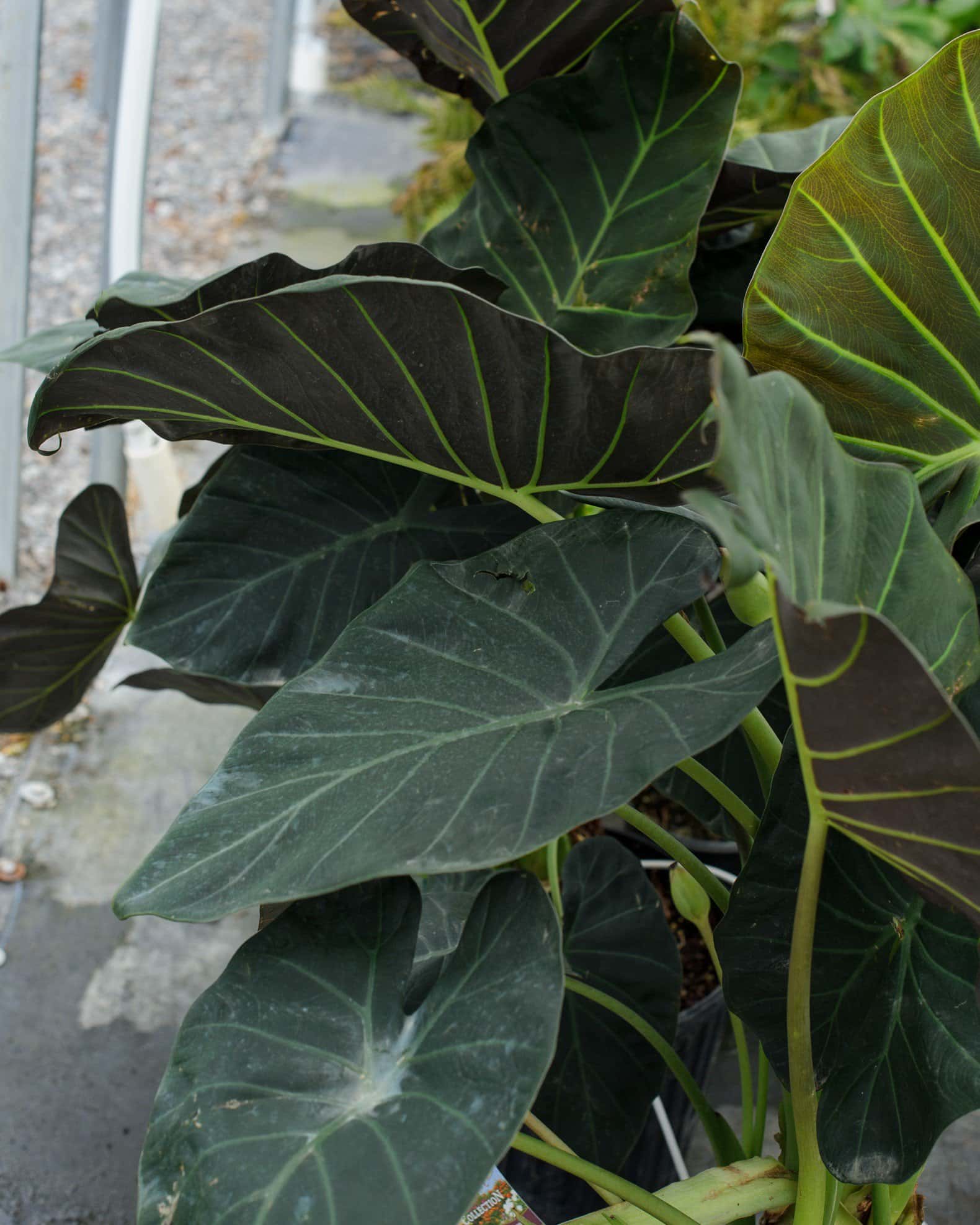 Regal Shields Elephant Ear - Main Image