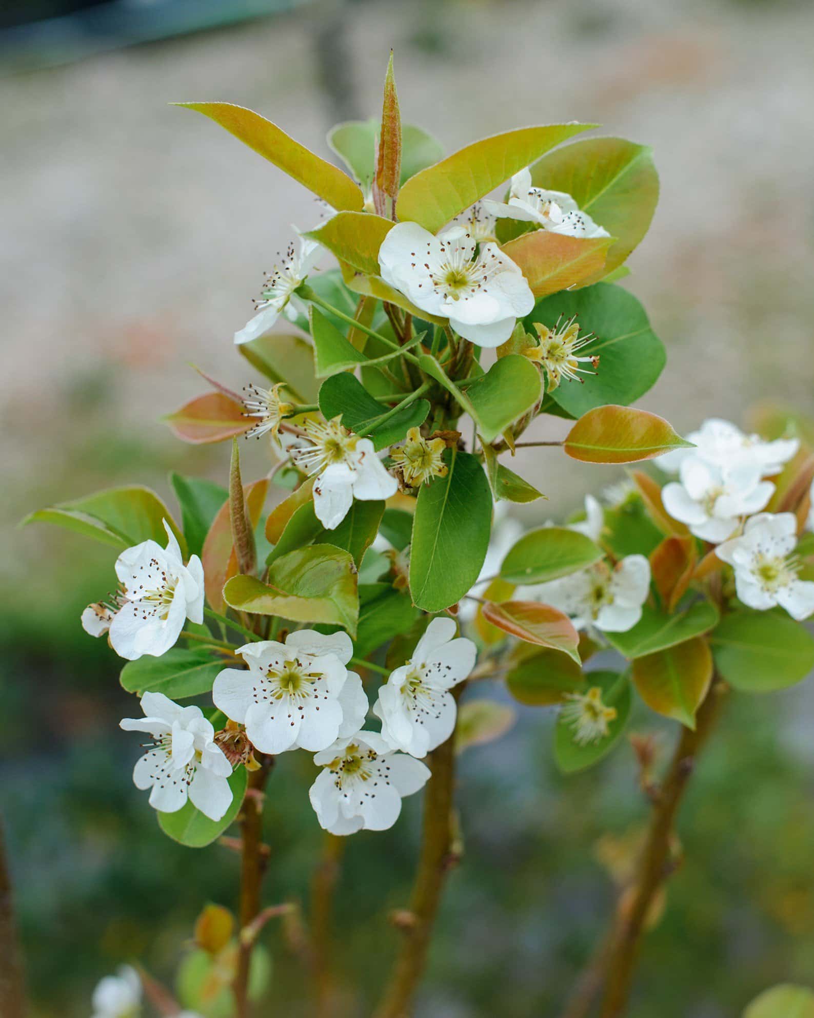 Kieffer Pear - Main Image