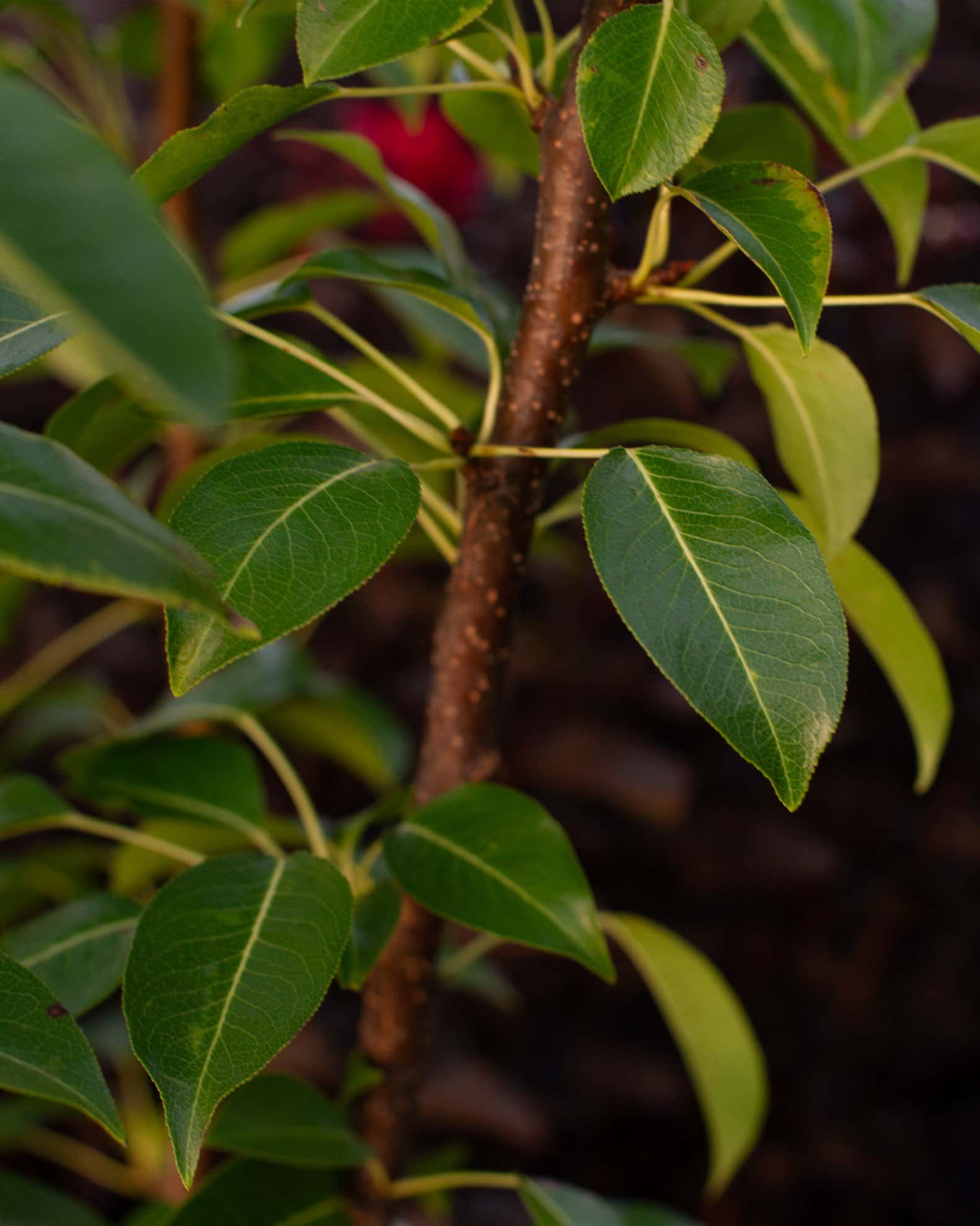 Kieffer Pear - Image 1
