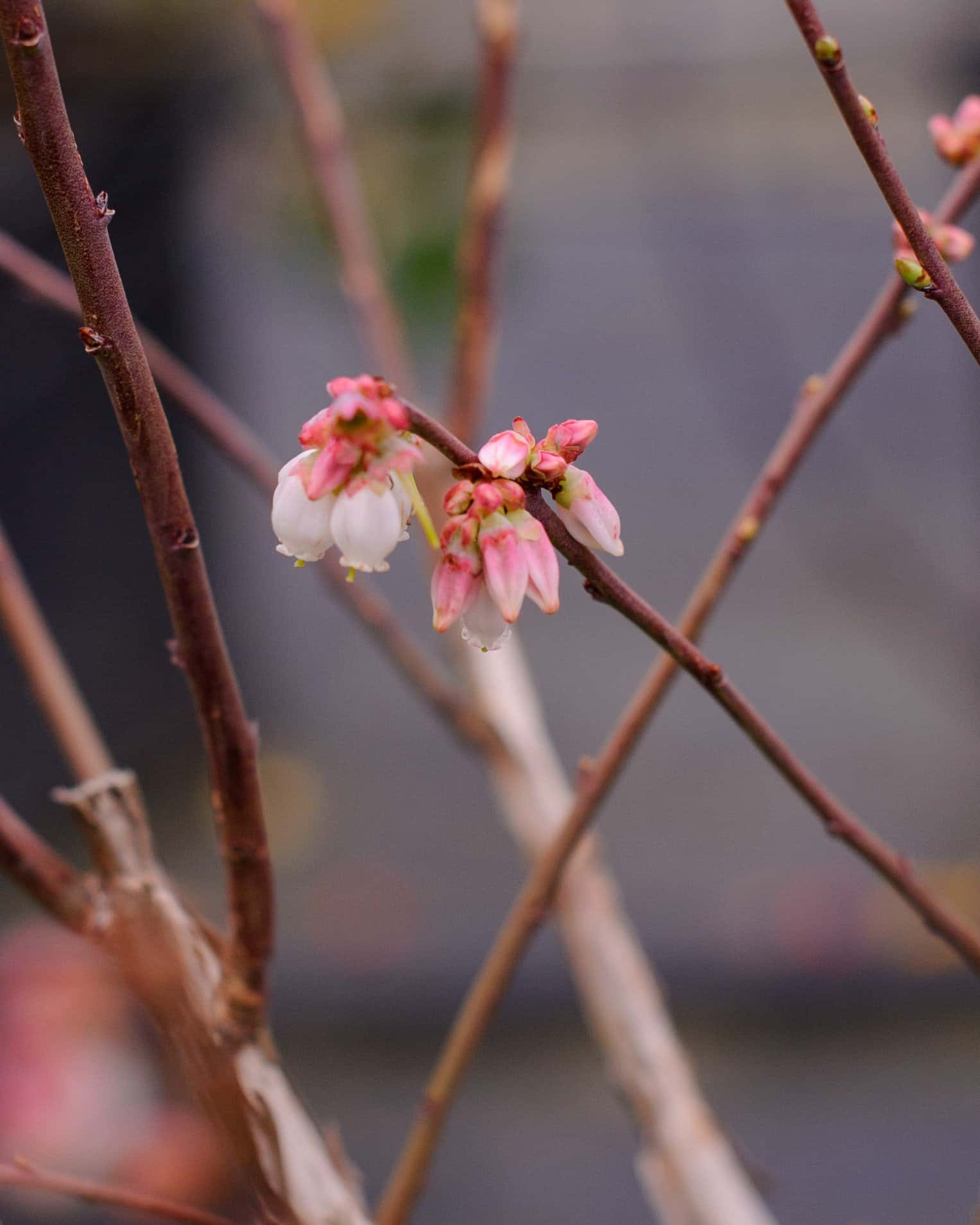 Tifblue Blueberry - Image 1