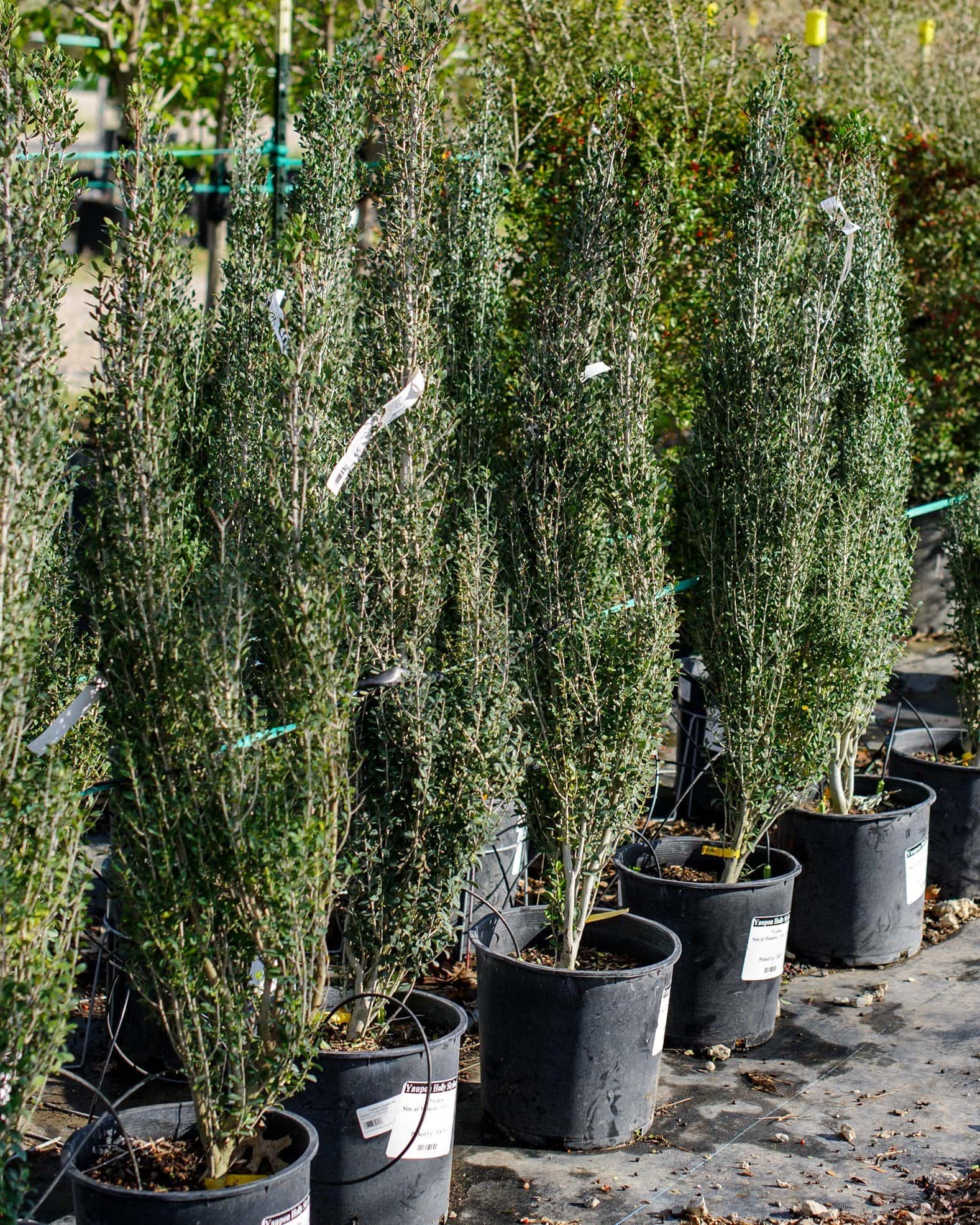 Yaupon Holly Skyline - Main Image