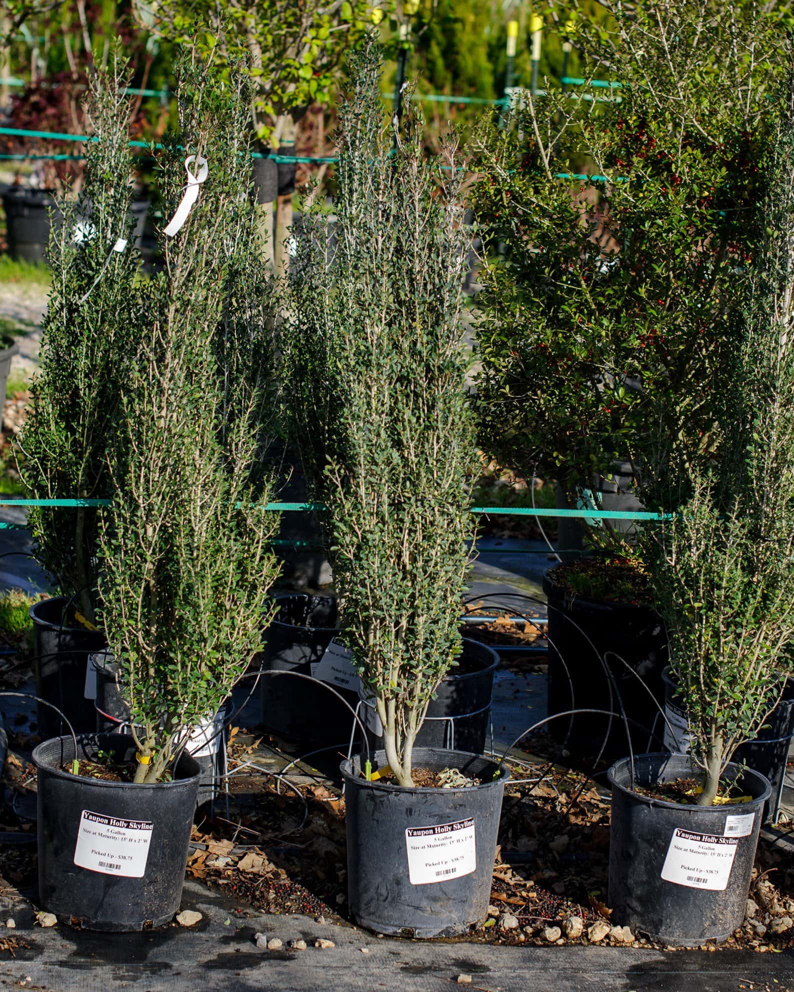 Yaupon Holly Skyline - Image 2