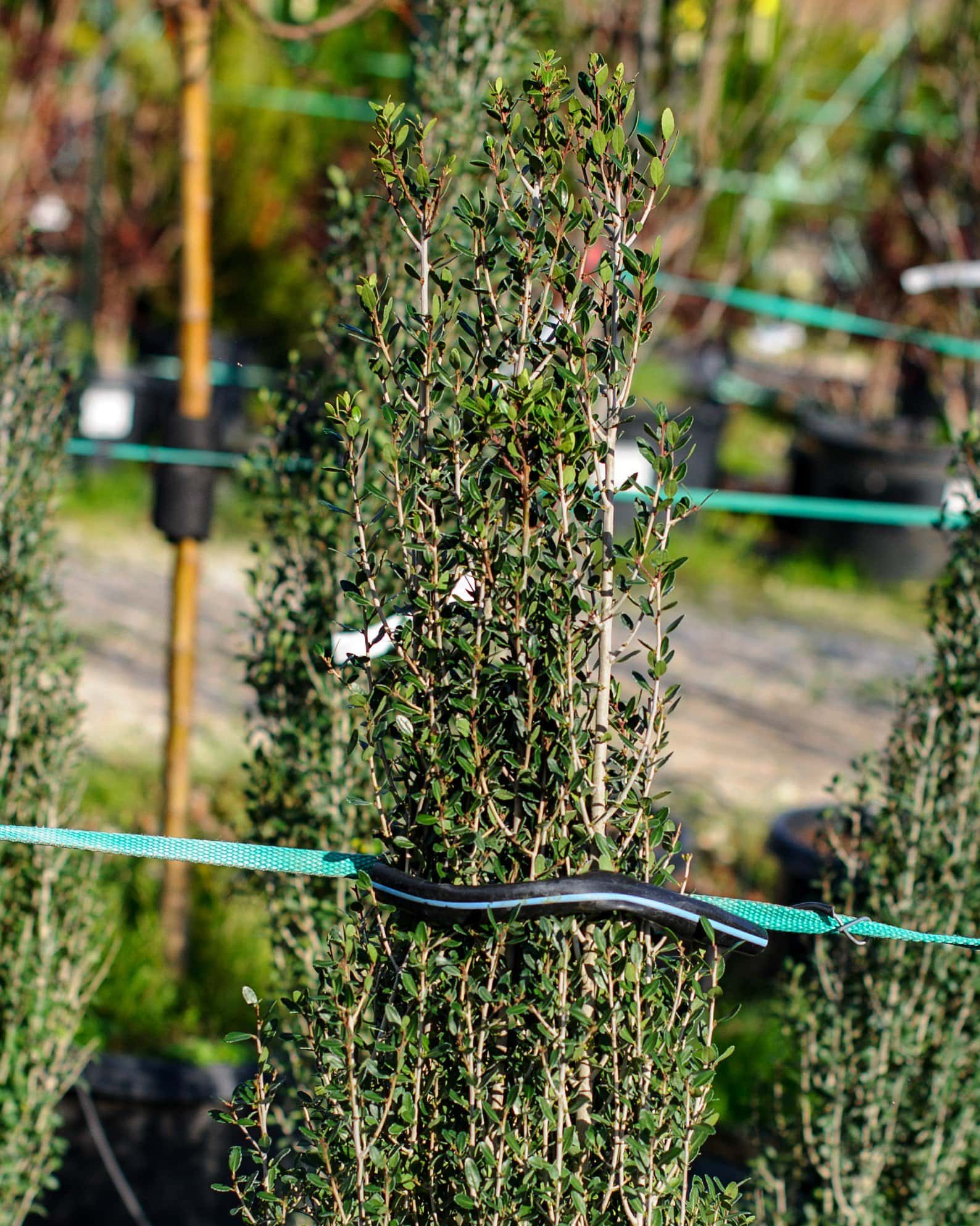 Yaupon Holly Skyline - Image 3