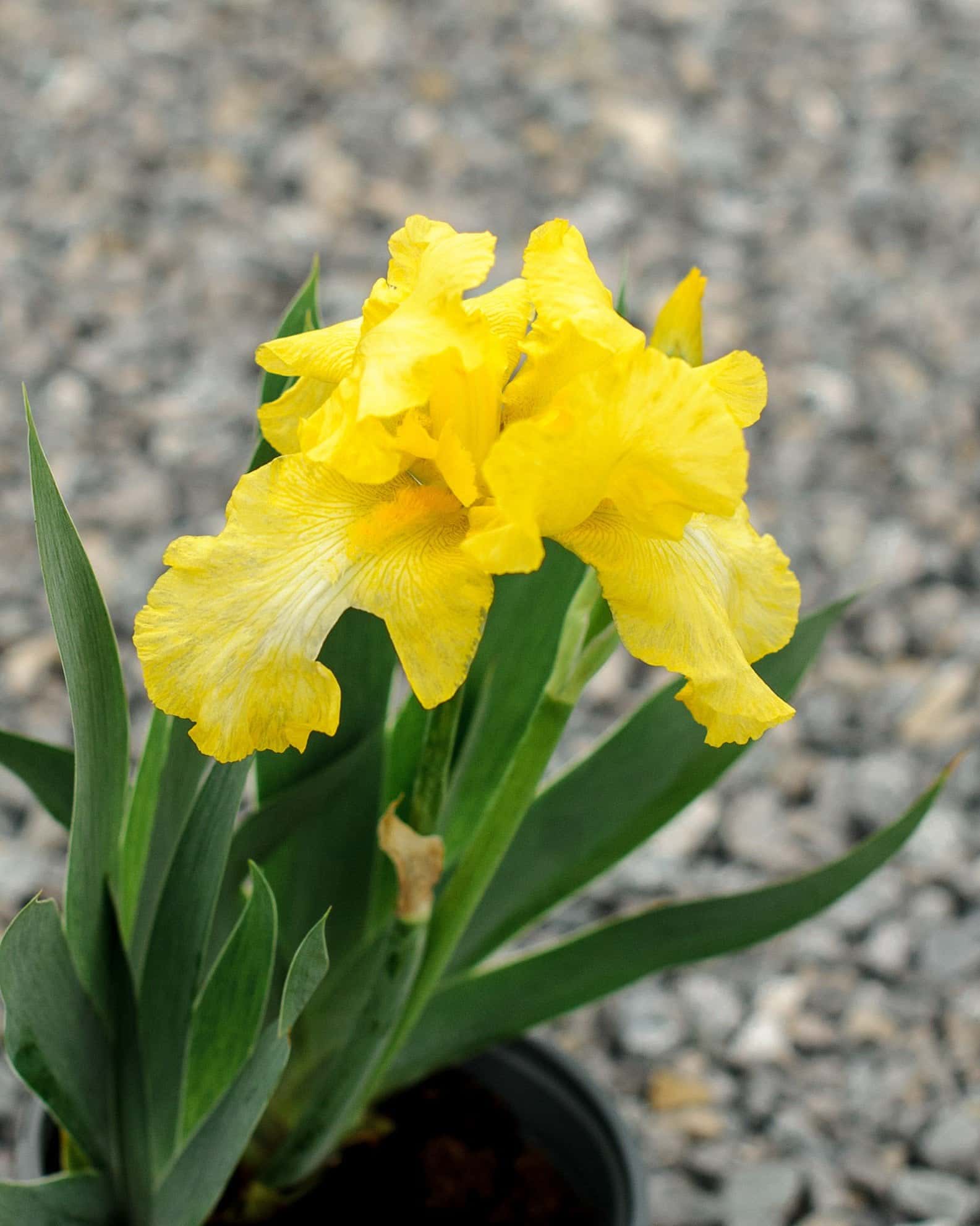 Harvest of Memories Iris - Image 7