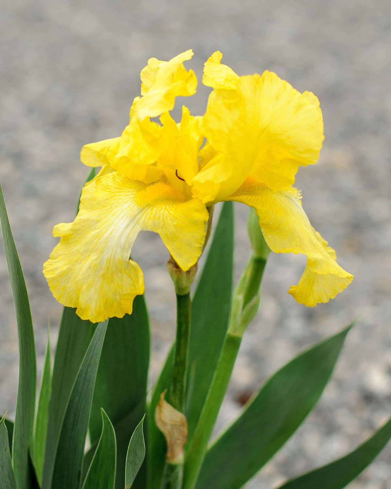 Harvest of Memories Iris - Image 5