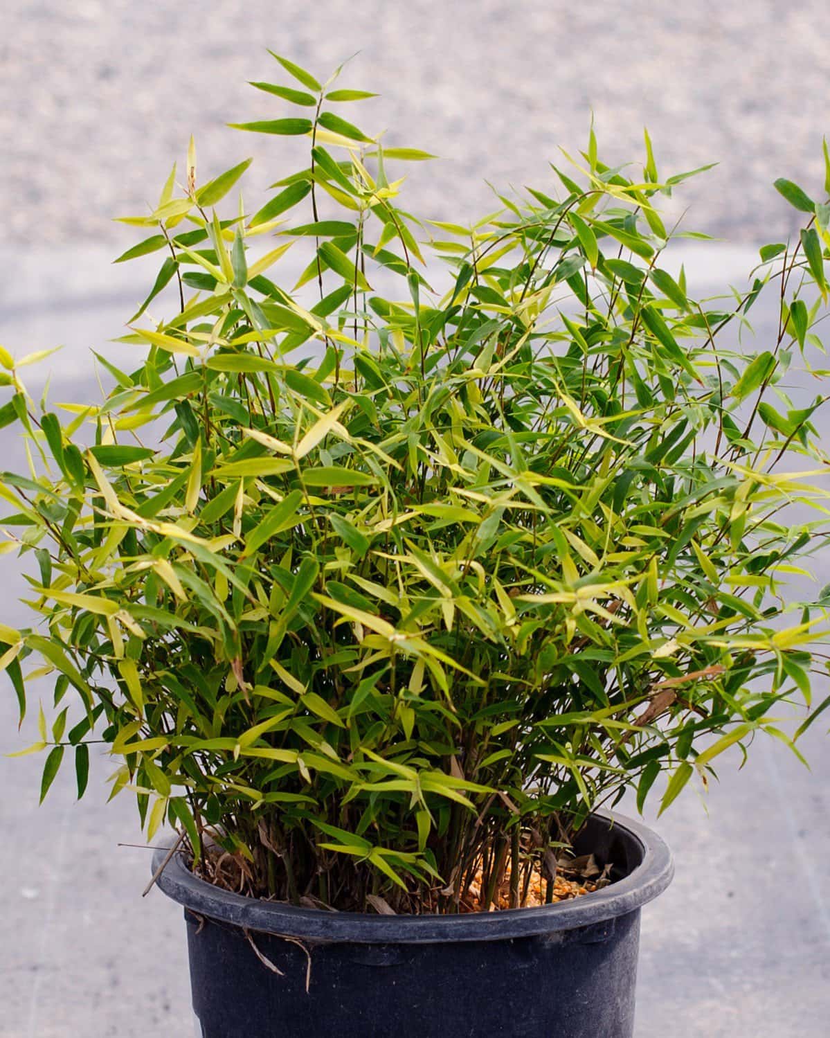 Golden Goddess Bamboo - Main Image