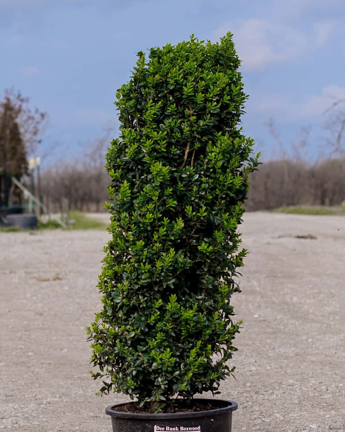 Dee Runk Boxwood - Main Image