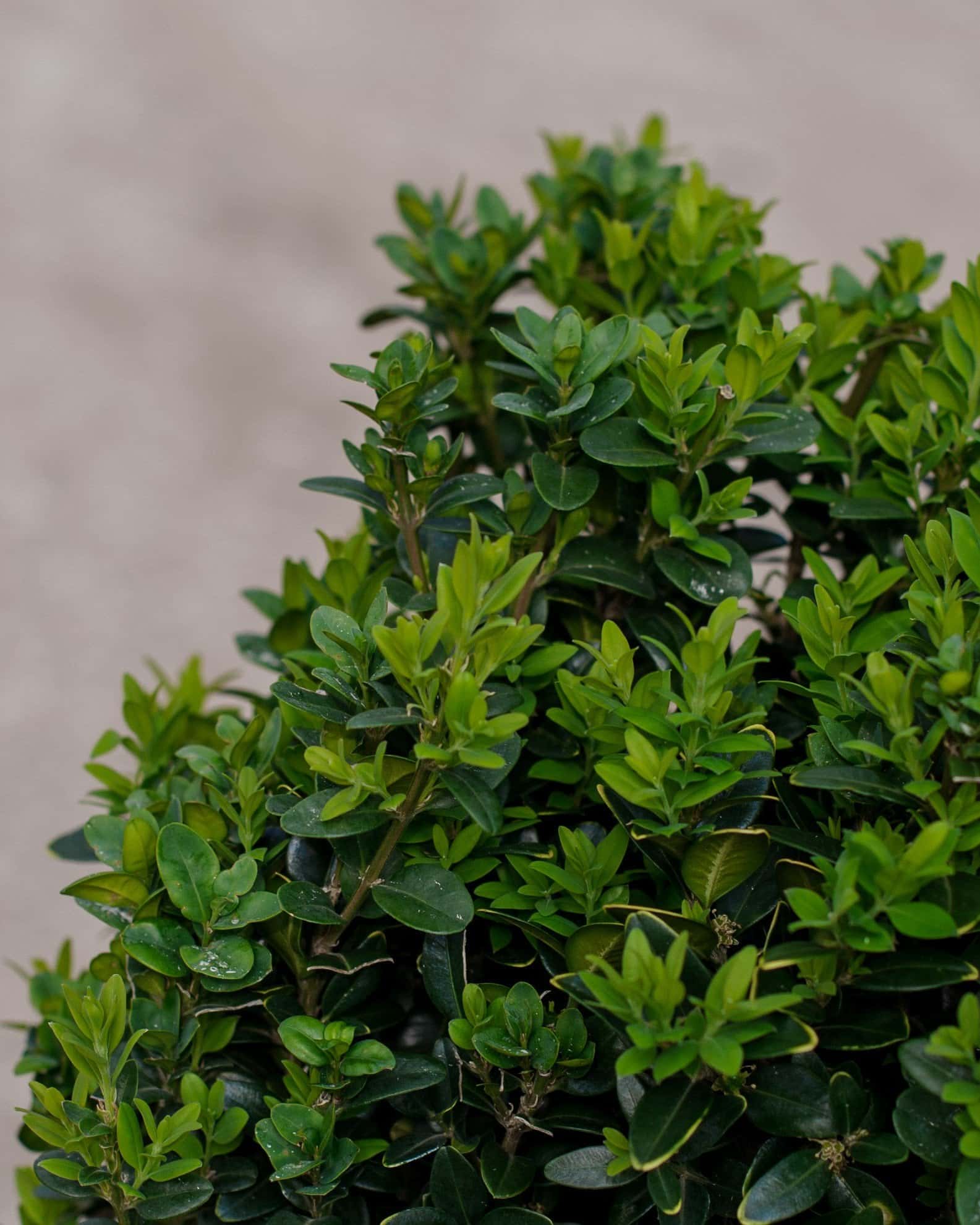 Dee Runk Boxwood - Image 3