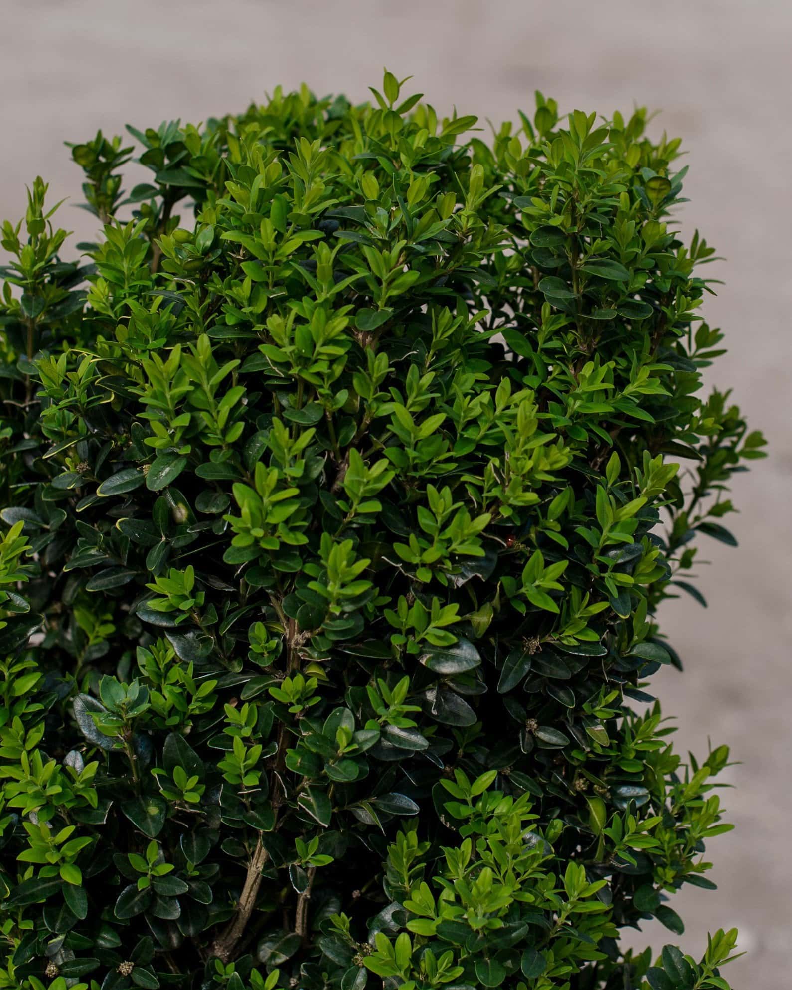 Dee Runk Boxwood - Image 5