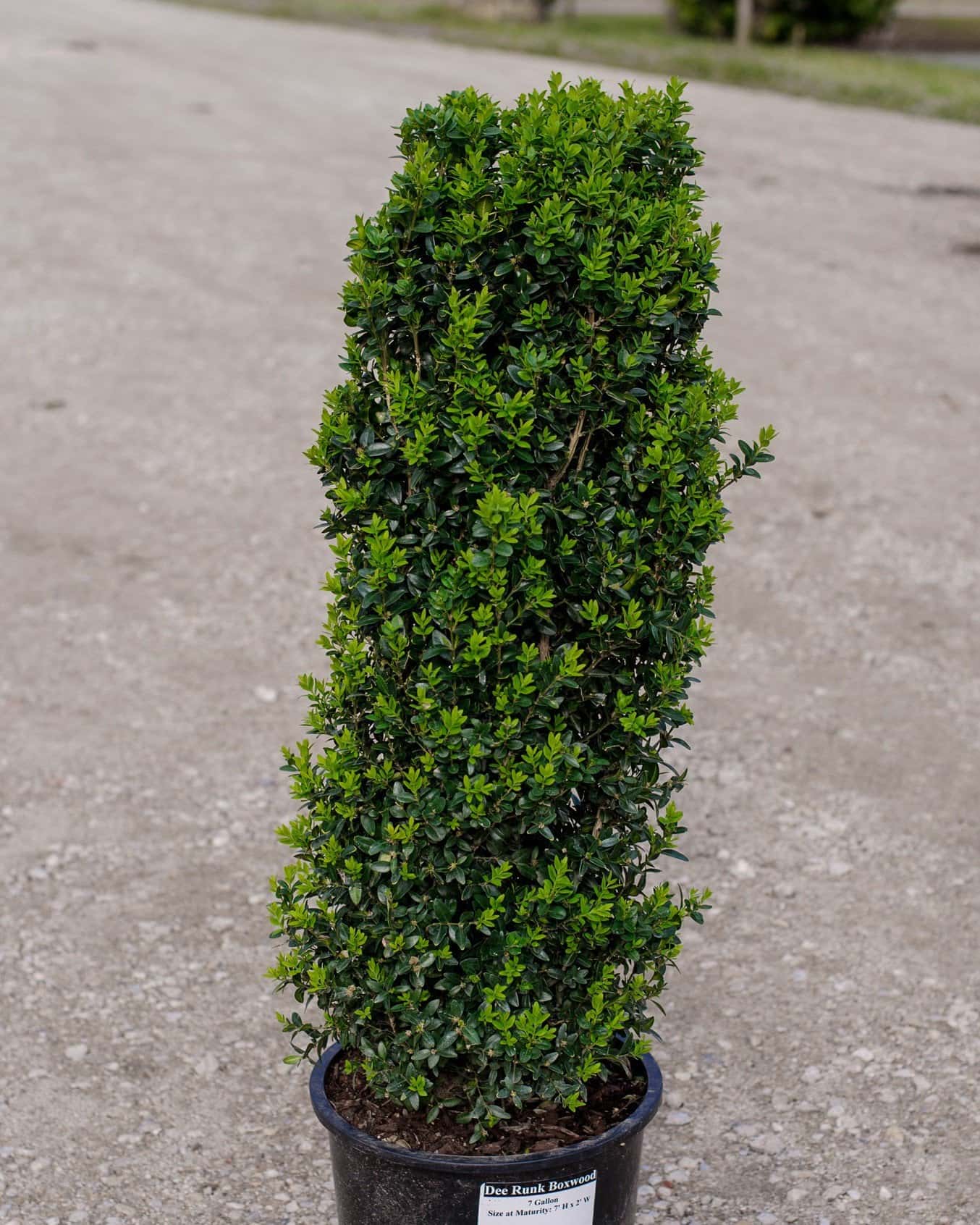 Dee Runk Boxwood - Image 2