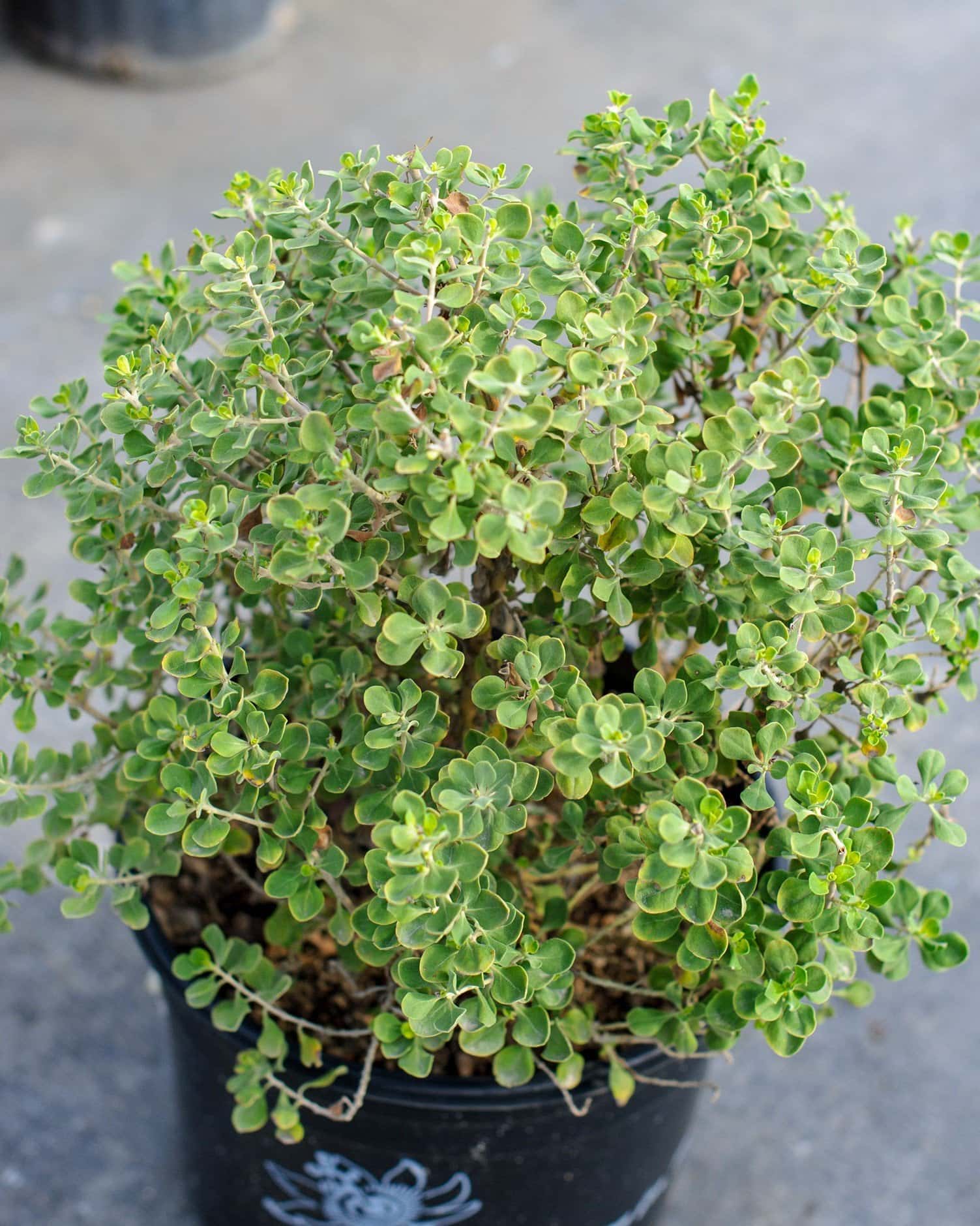 Lynn's Legacy Texas Sage - Main Image