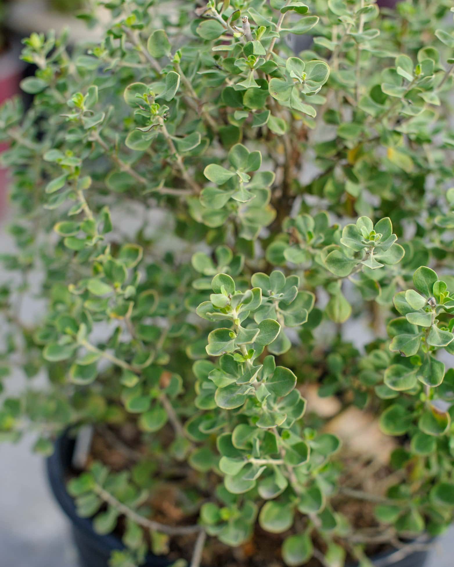 Lynn's Legacy Texas Sage - Image 5