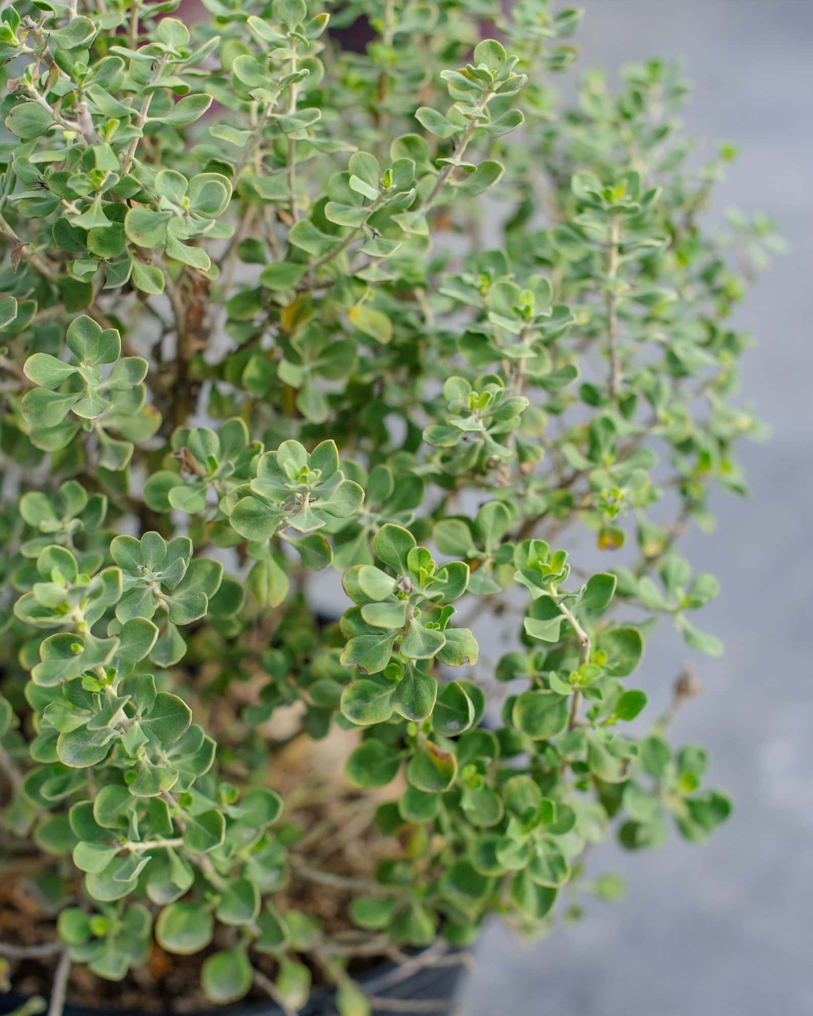 Lynn's Legacy Texas Sage - Image 1