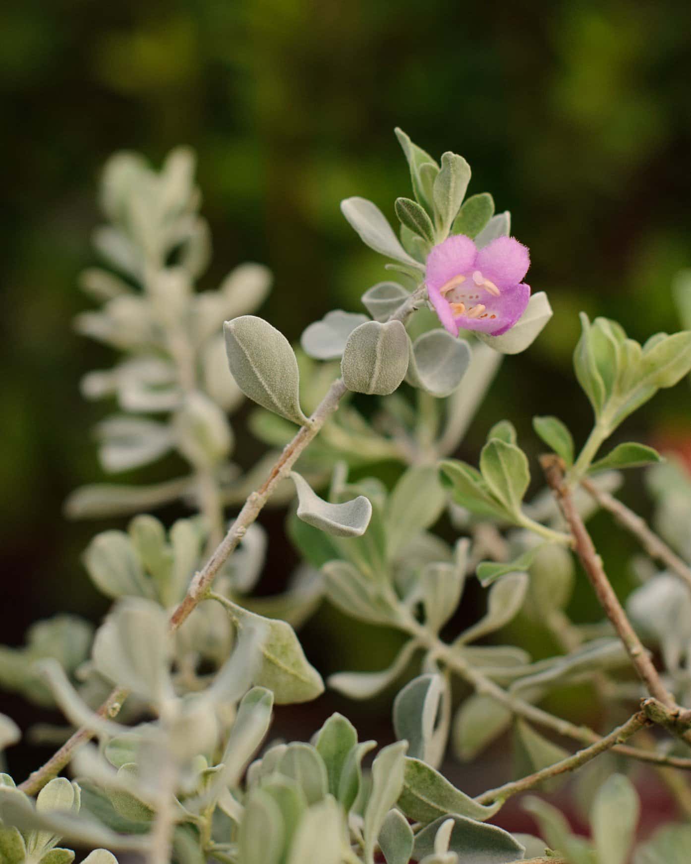 Silver Dream Texas Sage - Image 1
