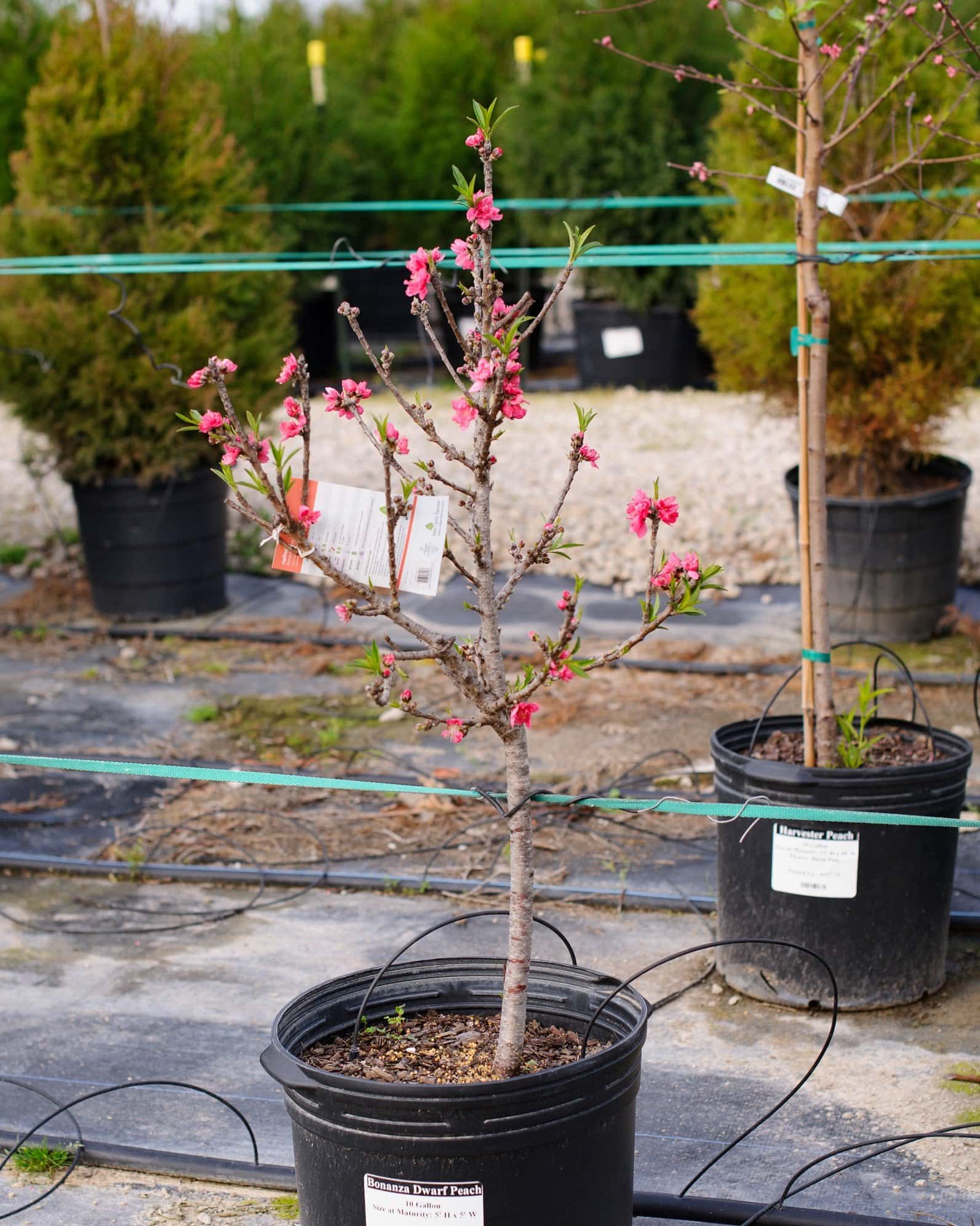 Bonanza Dwarf Peach - Image 4