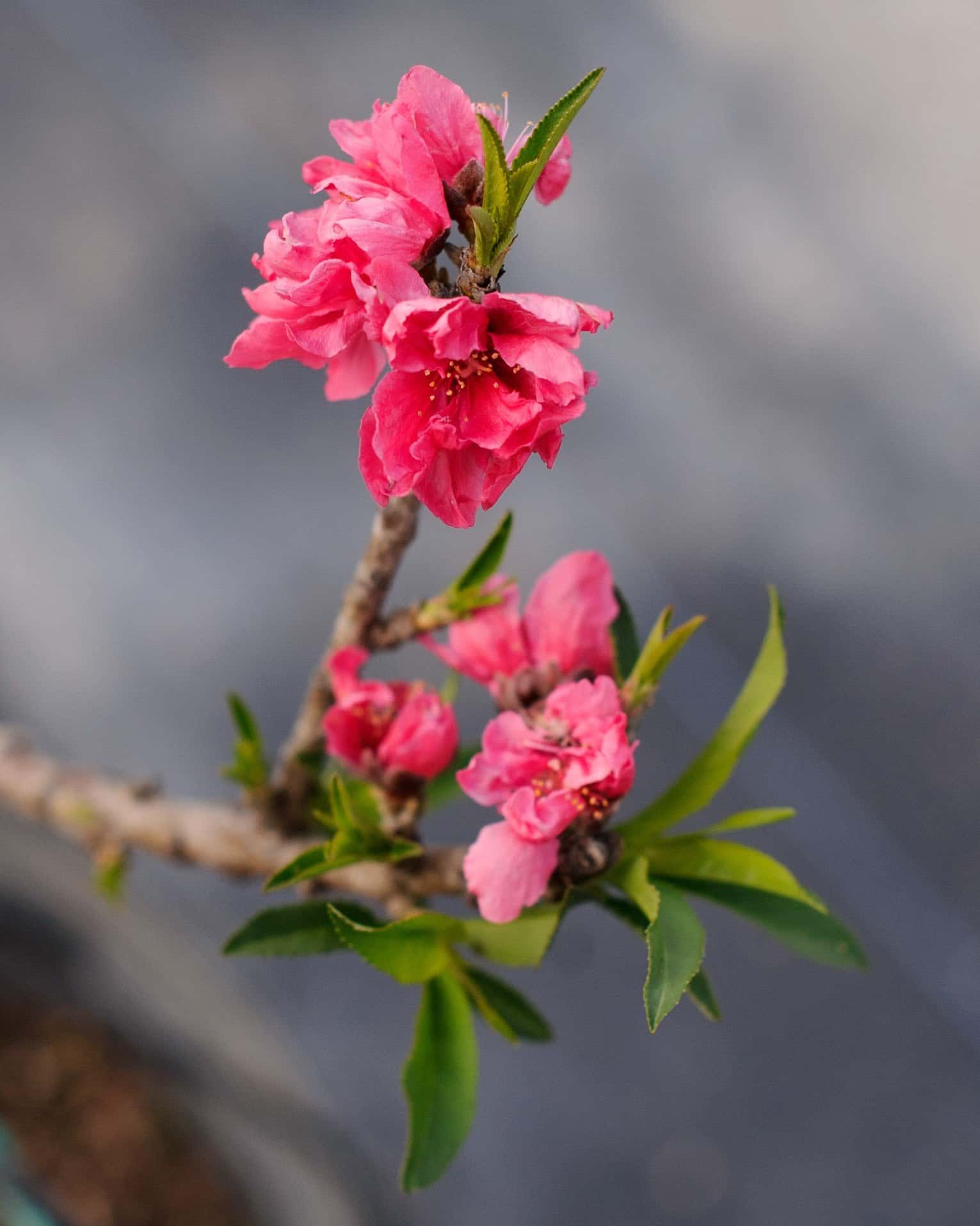 Bonanza Dwarf Peach - Image 7