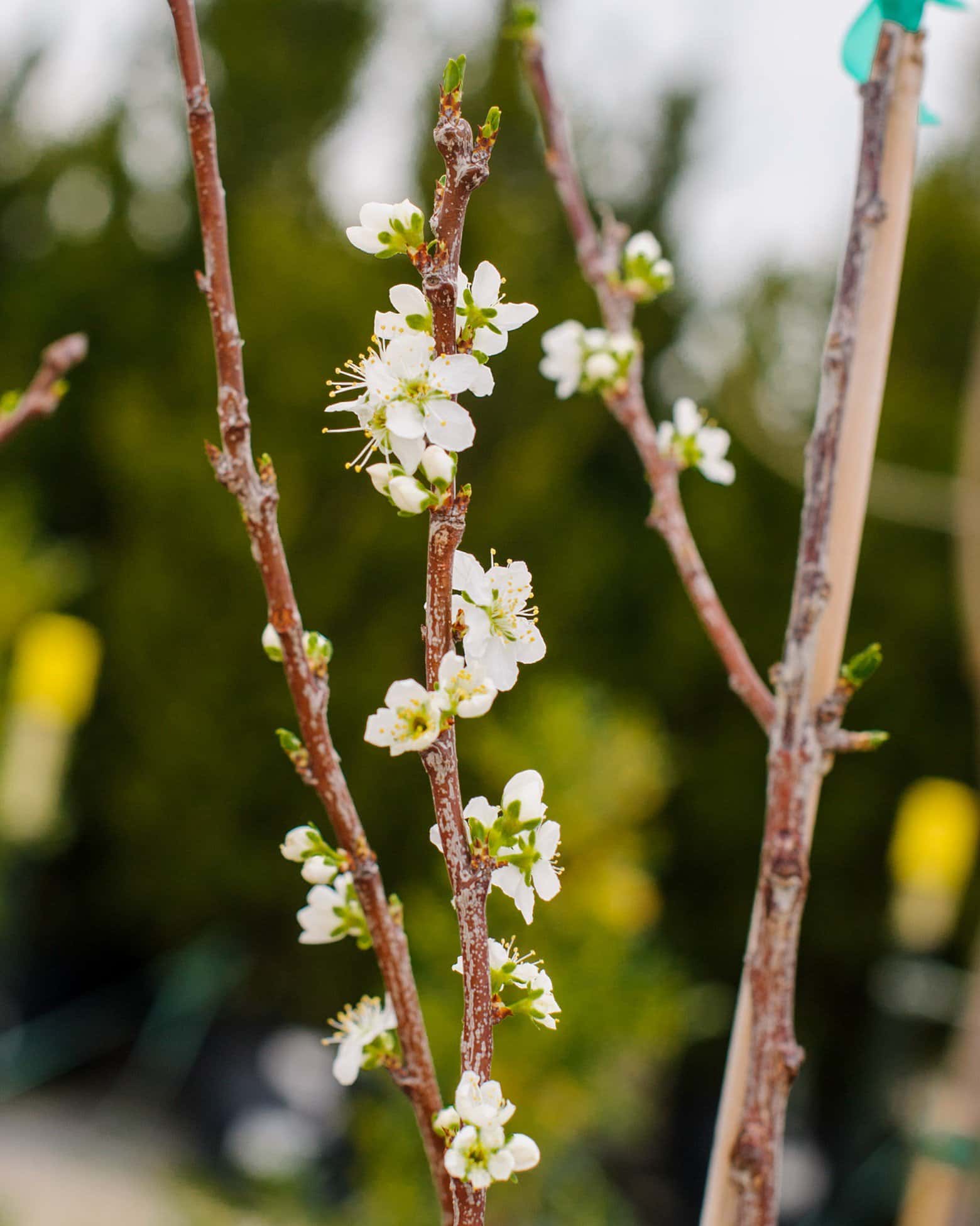 Santa Rosa Plum - Image 7