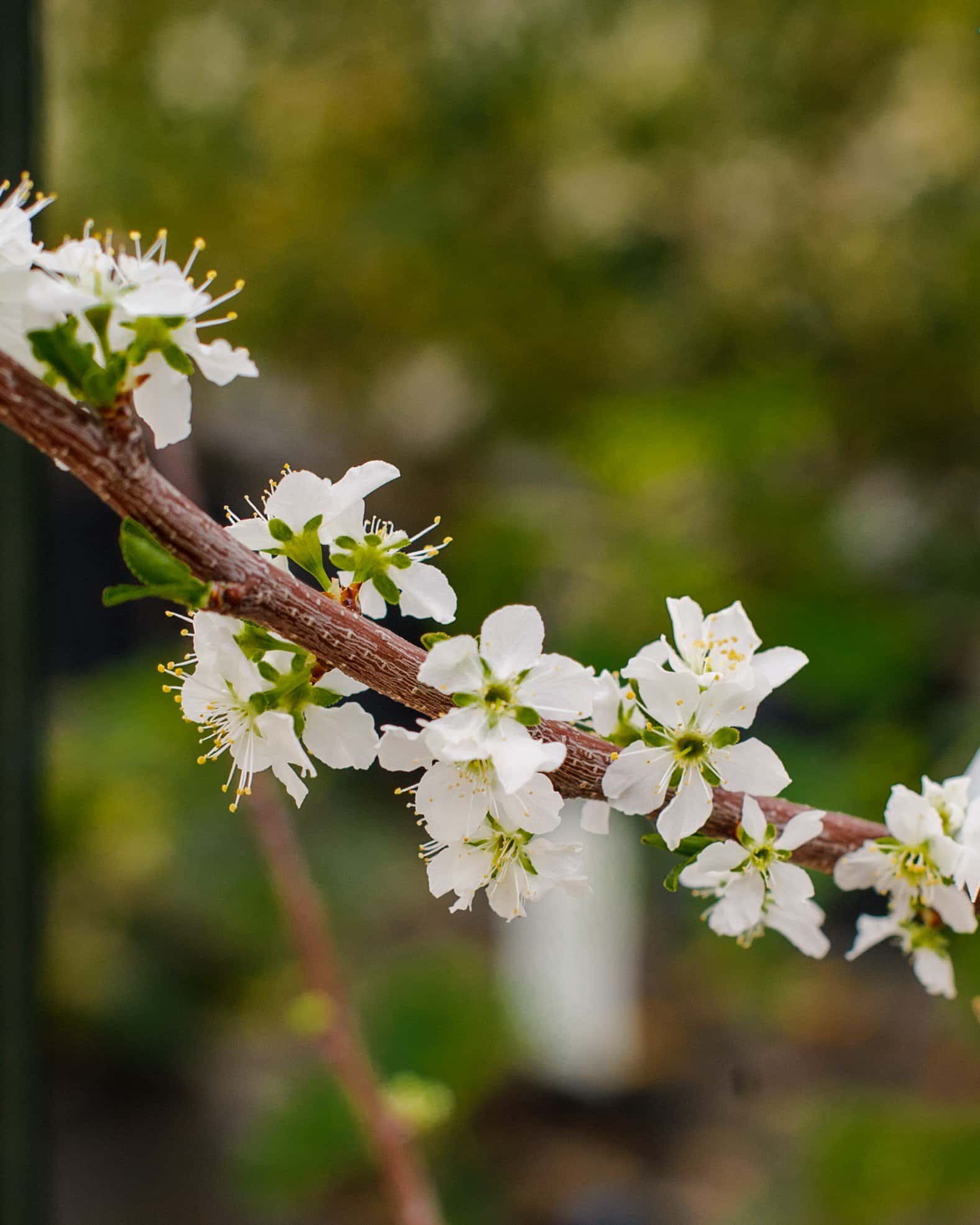 Santa Rosa Plum - Image 3