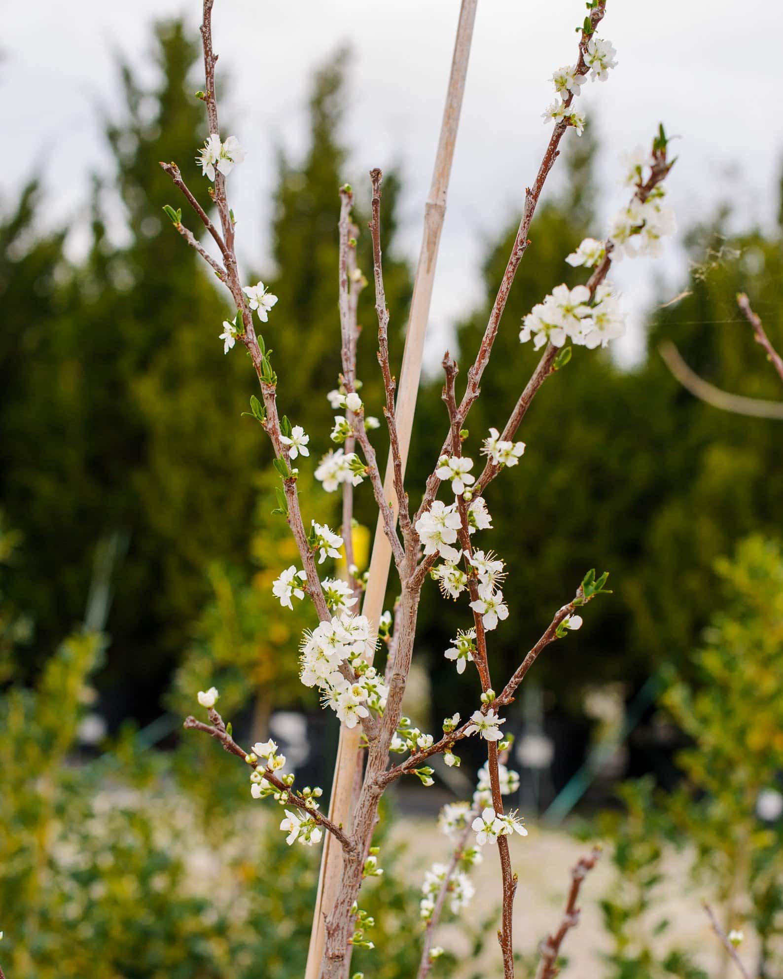 Santa Rosa Plum - Image 6