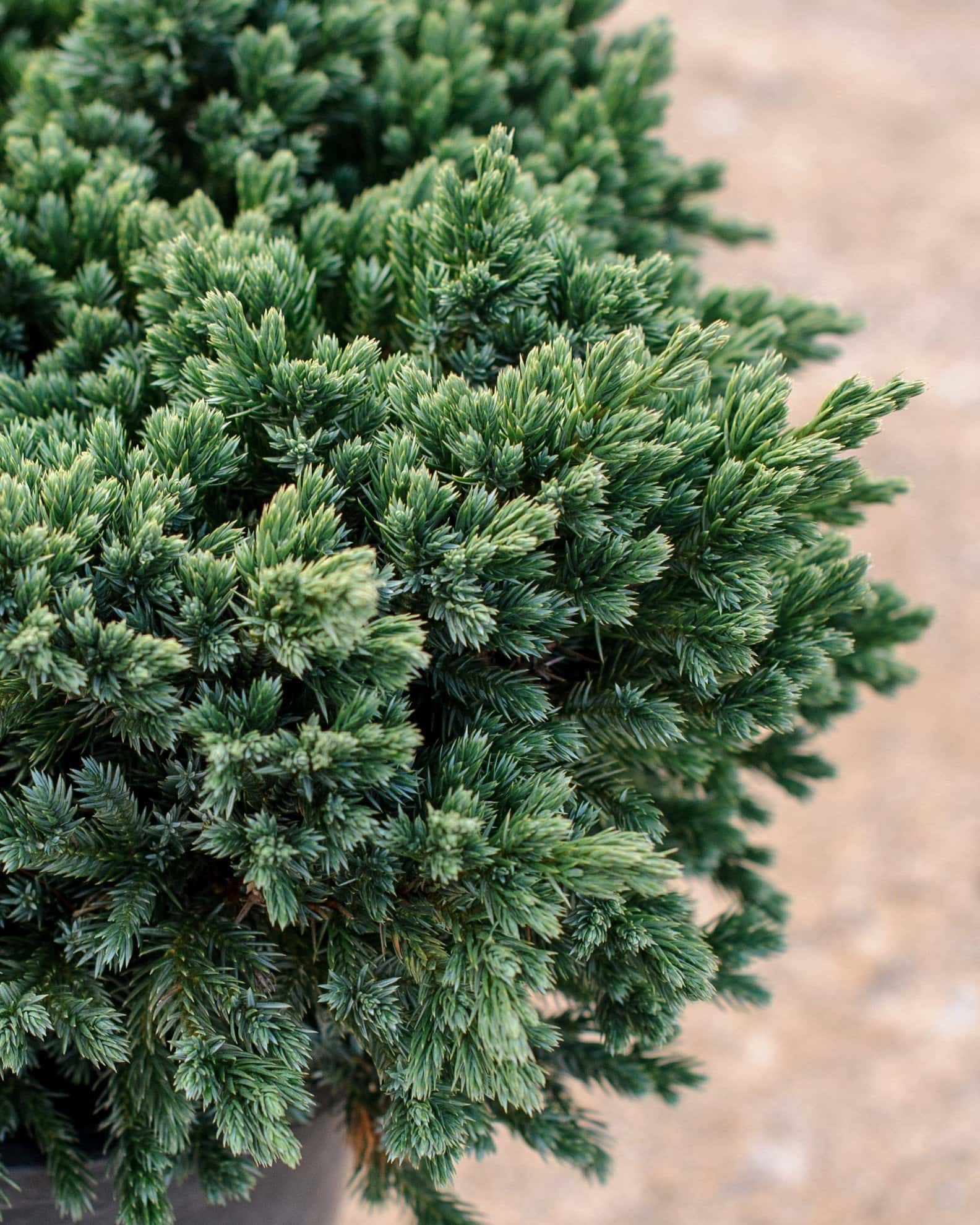 Blue Star Juniper - Image 4