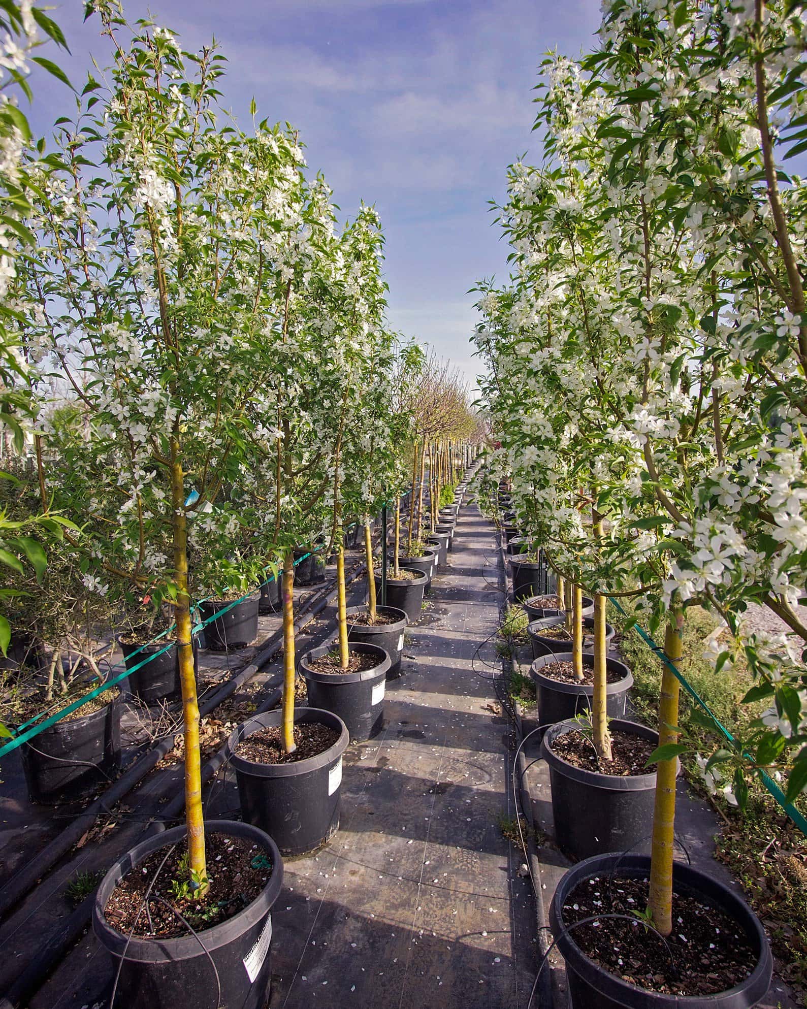 Starlite Crabapple - Image 1