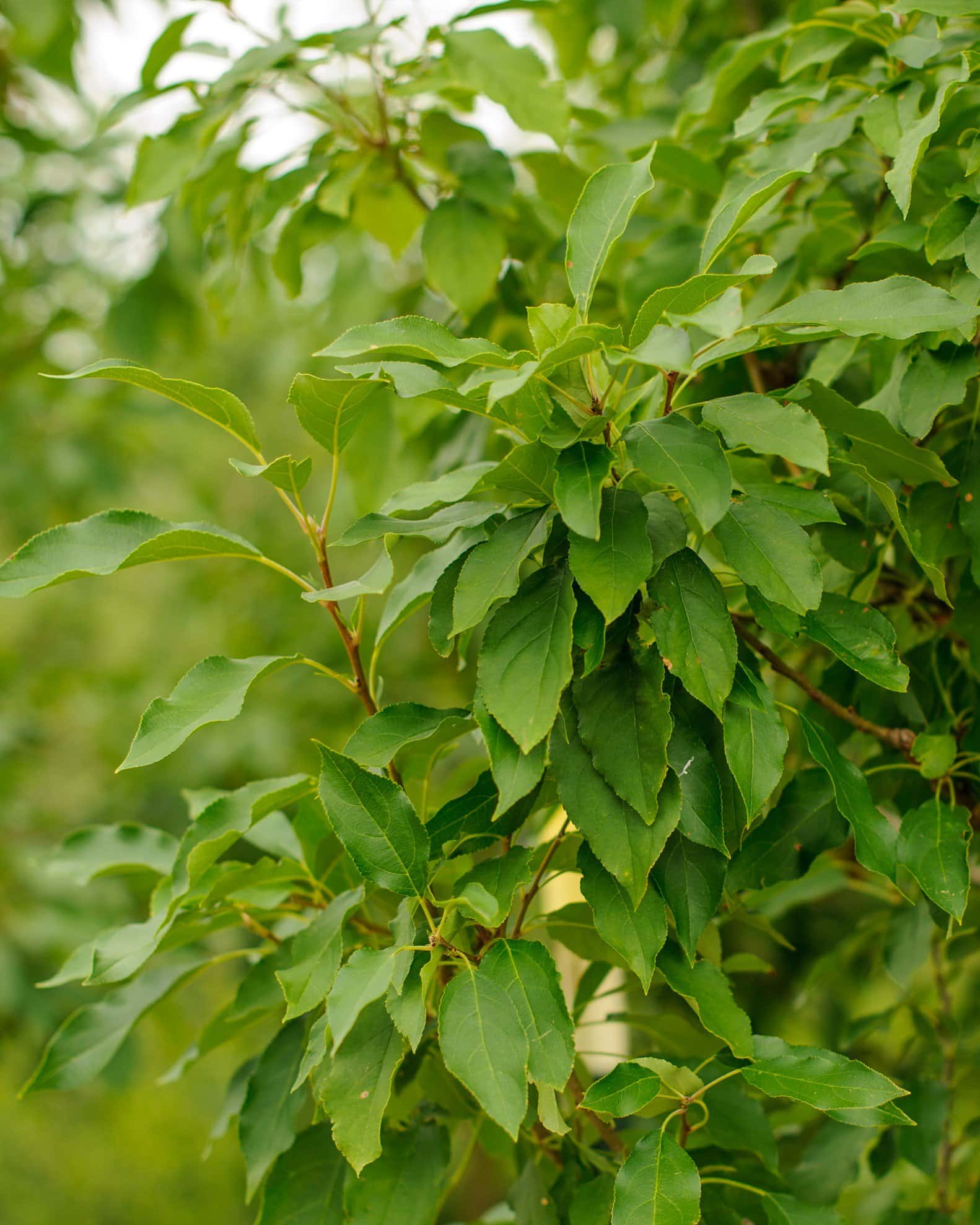 Spring Snow Crabapple - Image 3