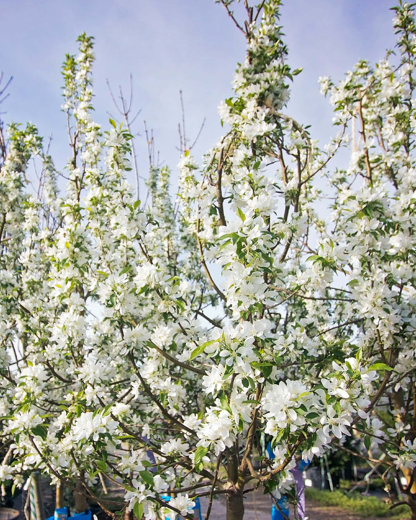Spring Snow Crabapple - Image 6