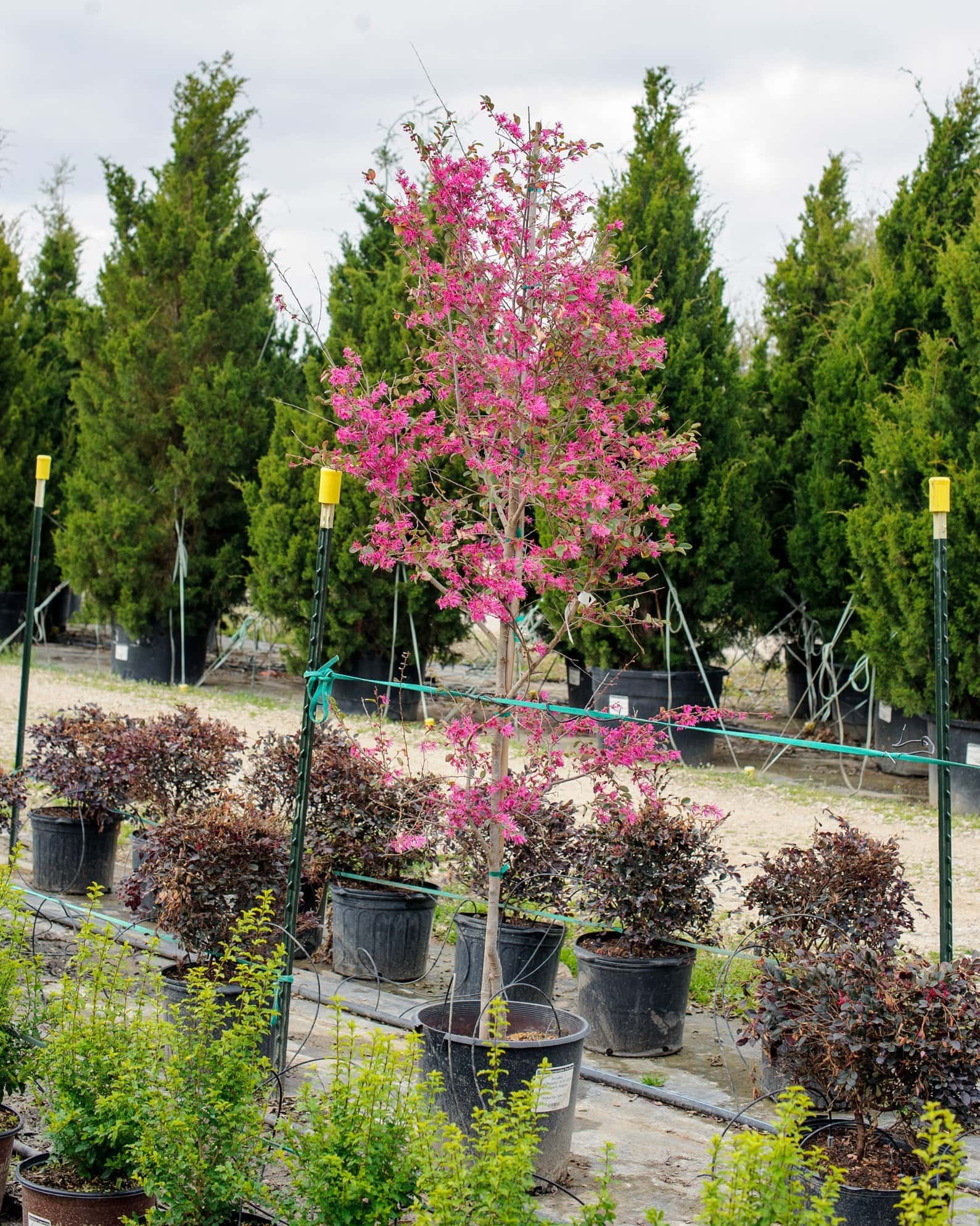 Zhuzhou Loropetalum Tree Form - Image 1