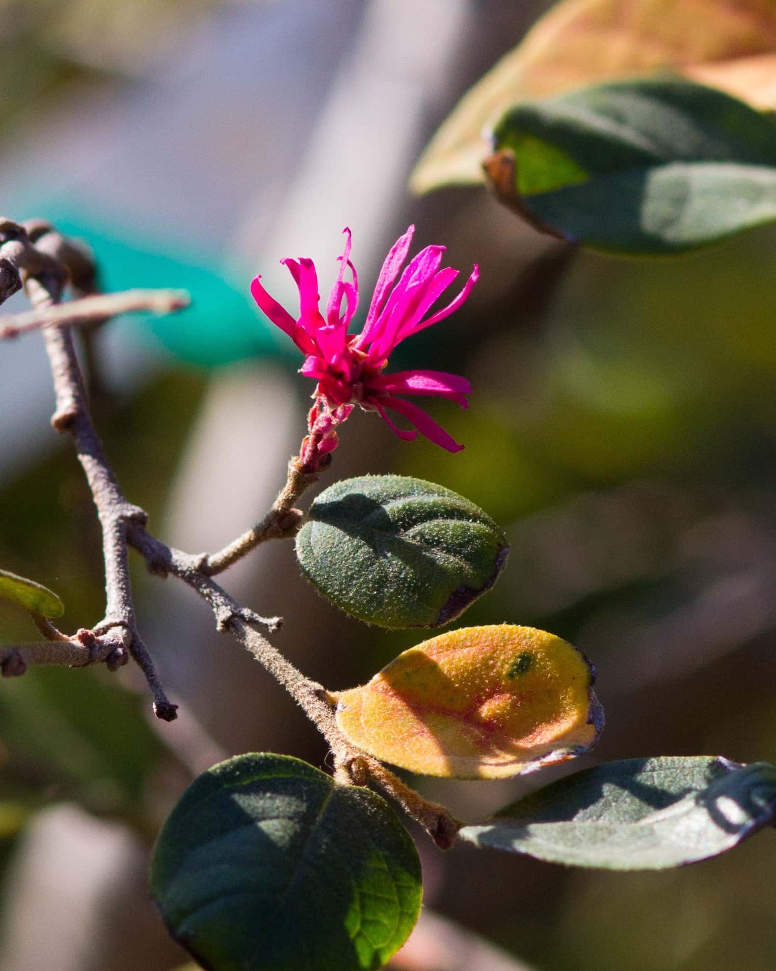 Zhuzhou Loropetalum Tree Form - Image 1
