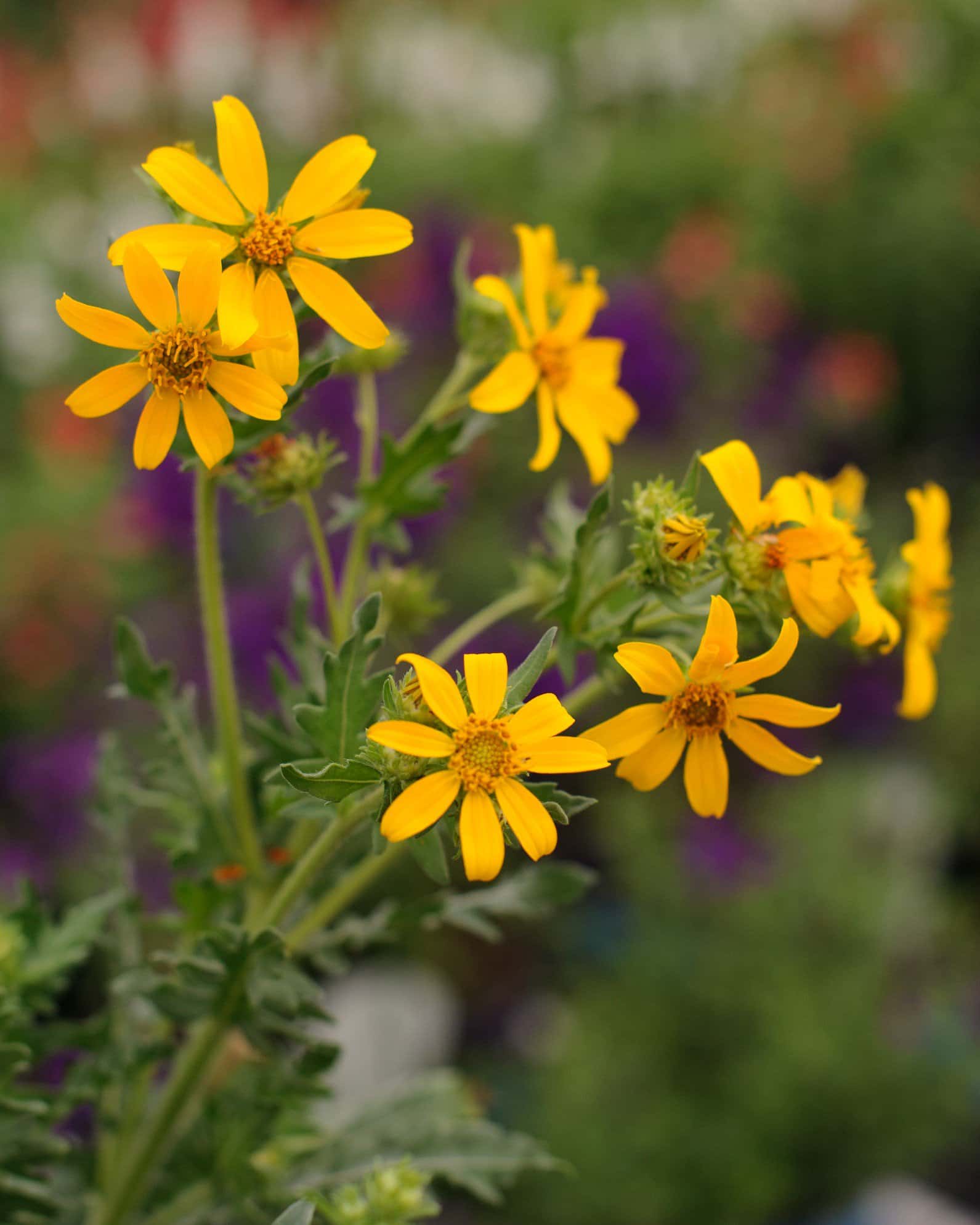 Engelmann's Daisy - Main Image