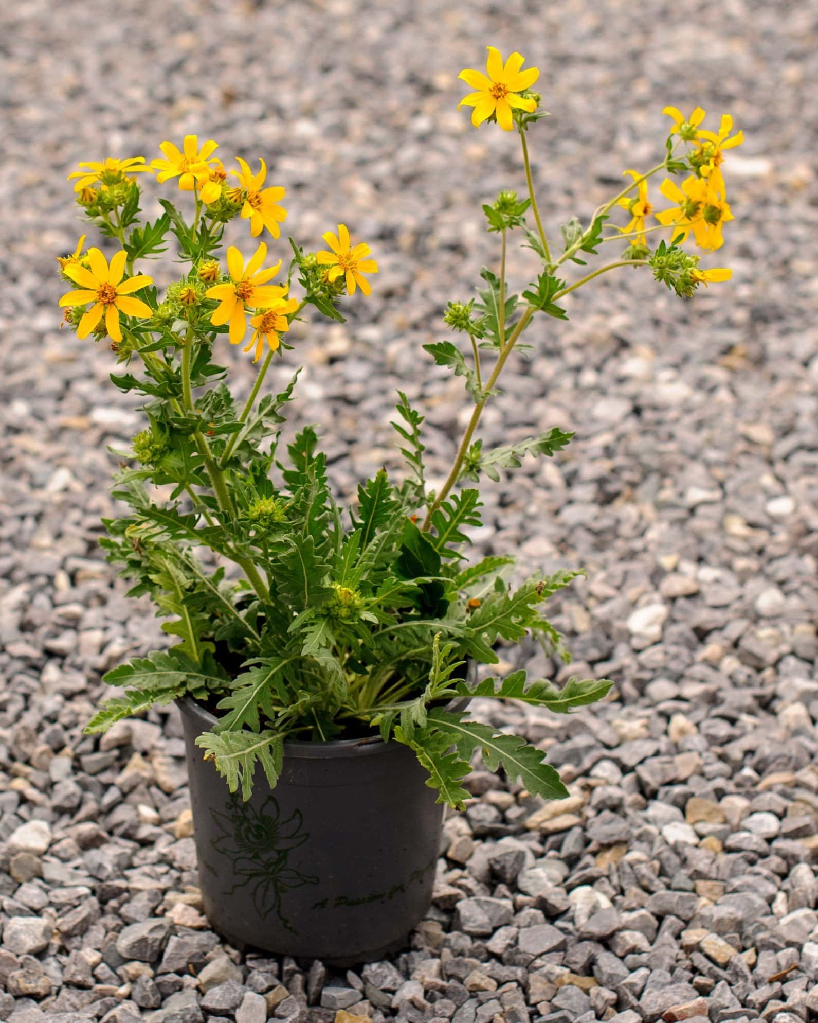 Engelmann's Daisy - Image 6