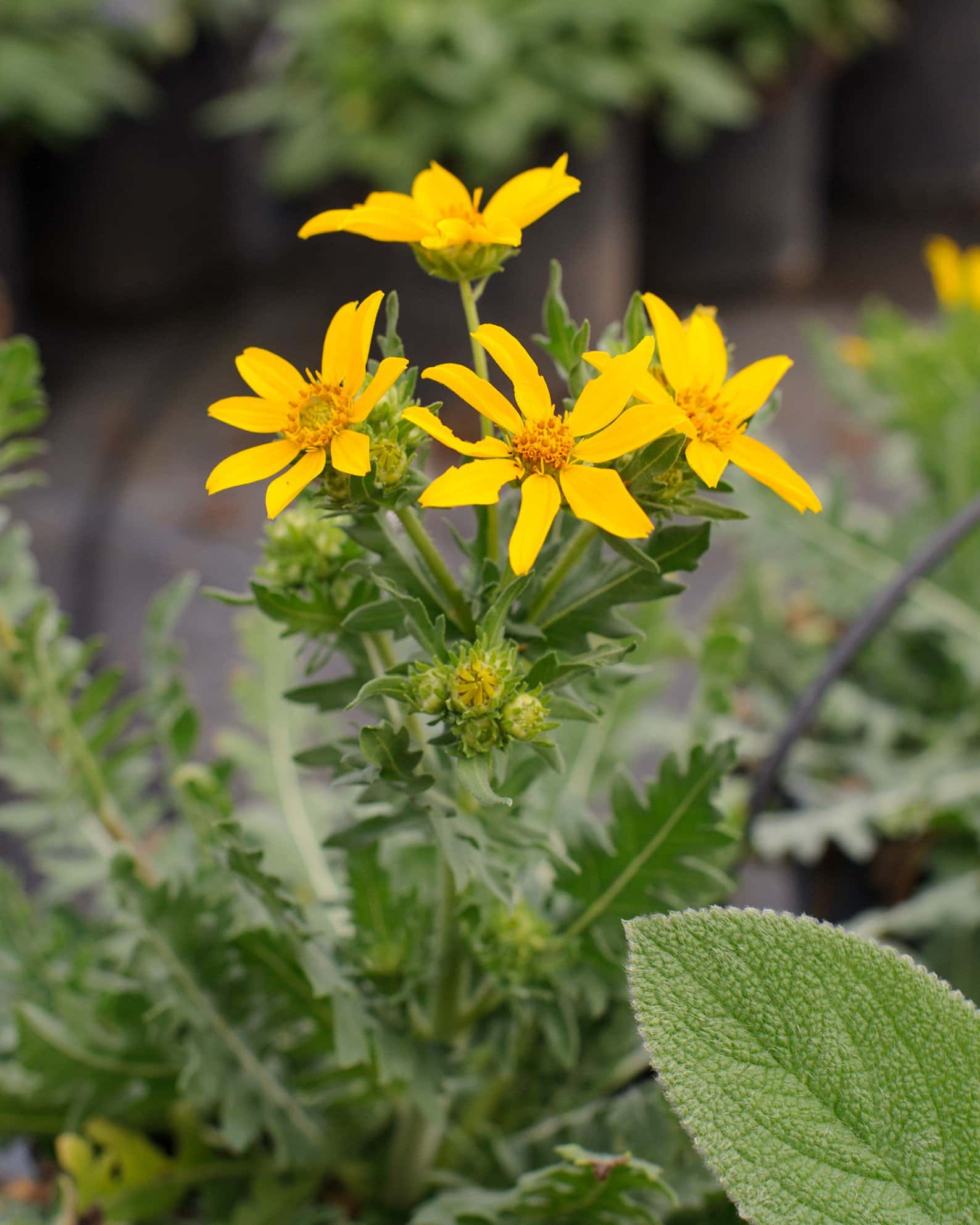 Engelmann's Daisy - Image 7