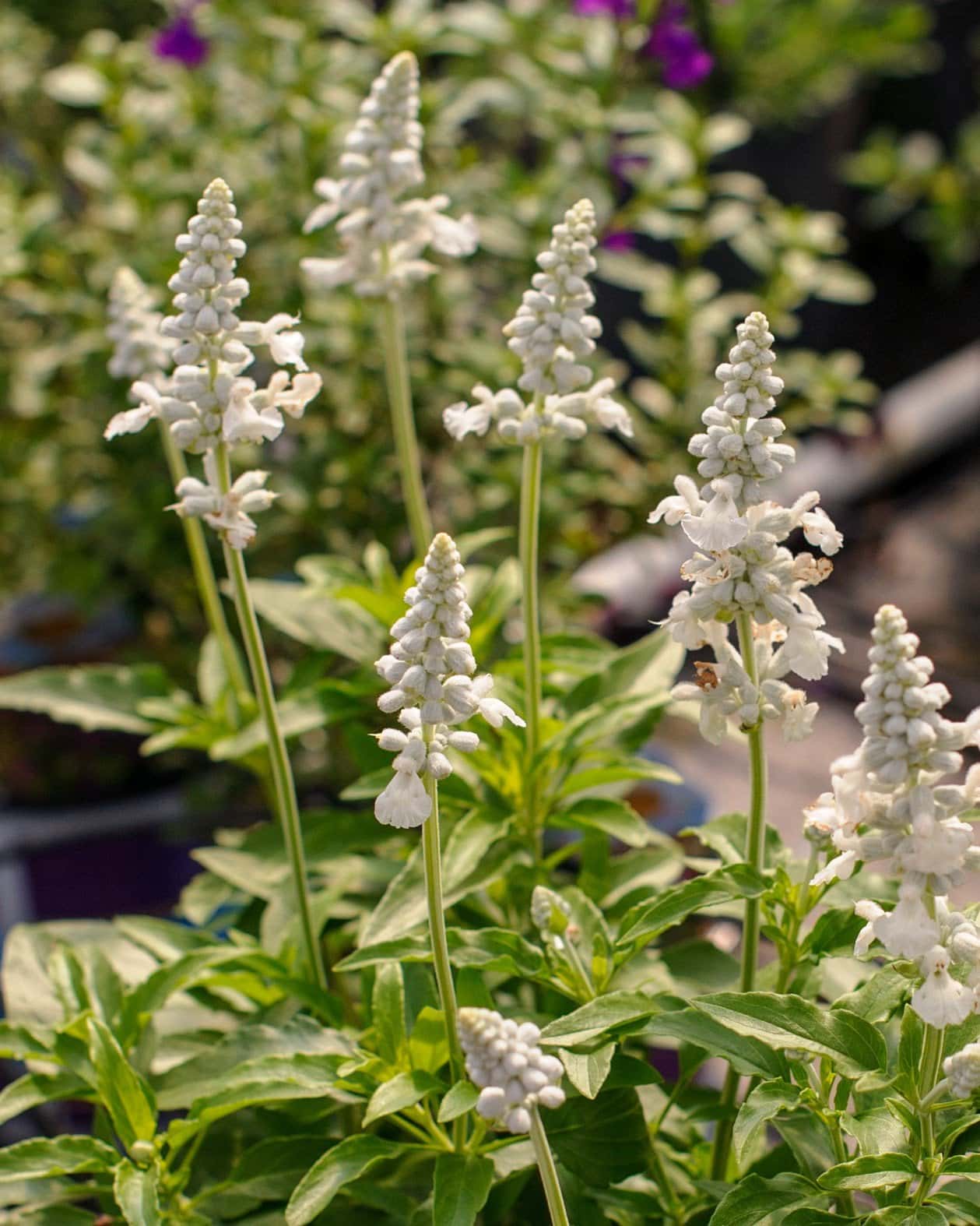 Mystical White Salvia - Main Image