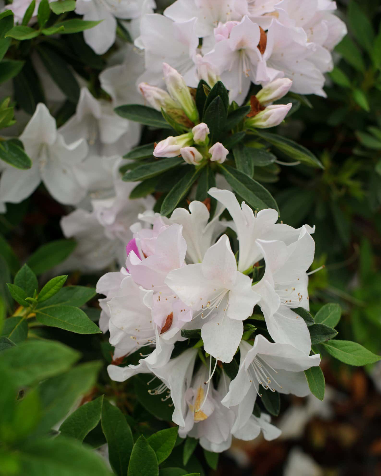 GG Gerbing Azalea - Main Image