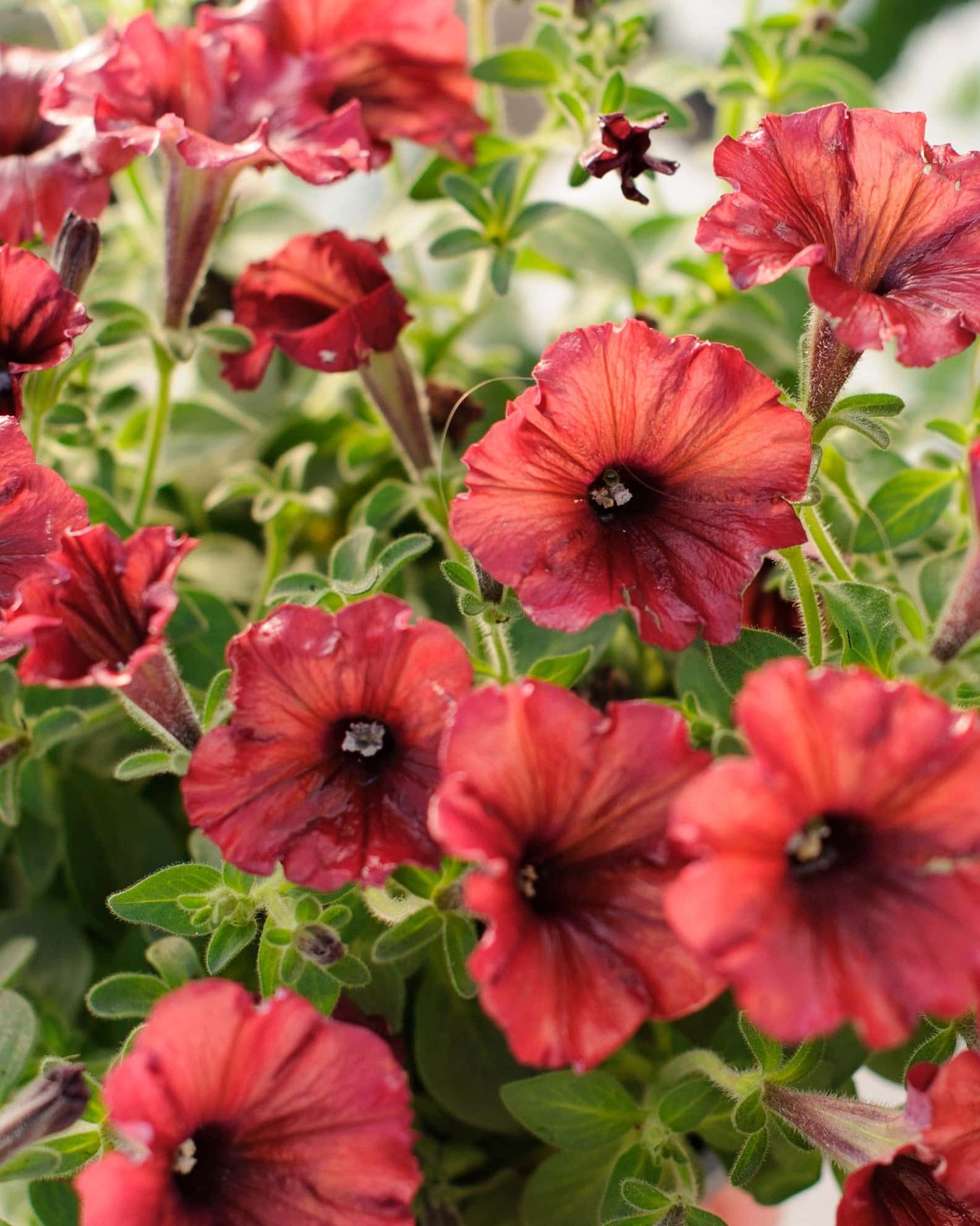 Supertunia Black Cherry Petunia - Main Image