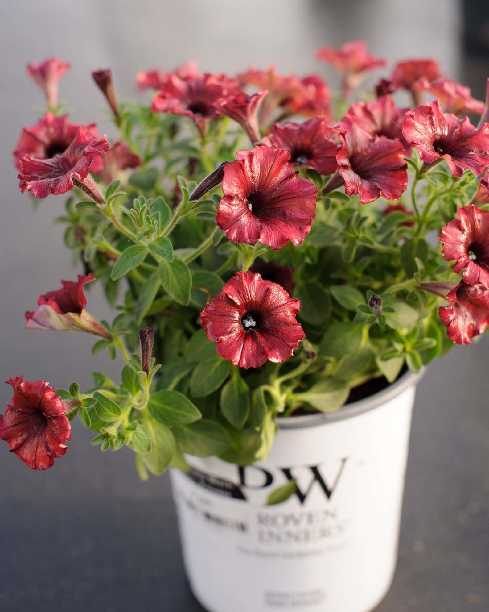 Supertunia Black Cherry Petunia - Image 1